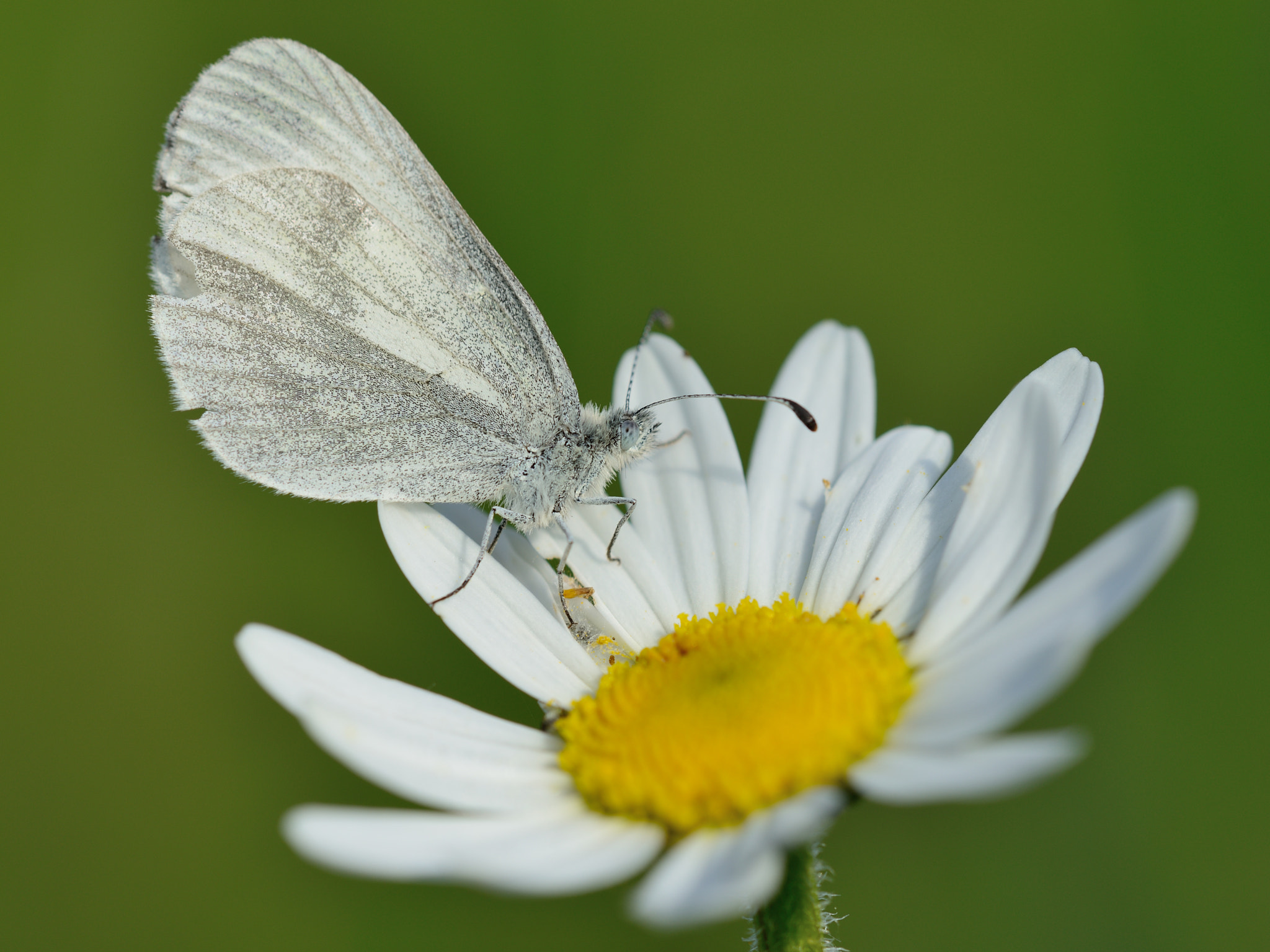 Nikon D800 + Nikon AF Micro-Nikkor 200mm F4D ED-IF sample photo. Tintenfleck weißling photography