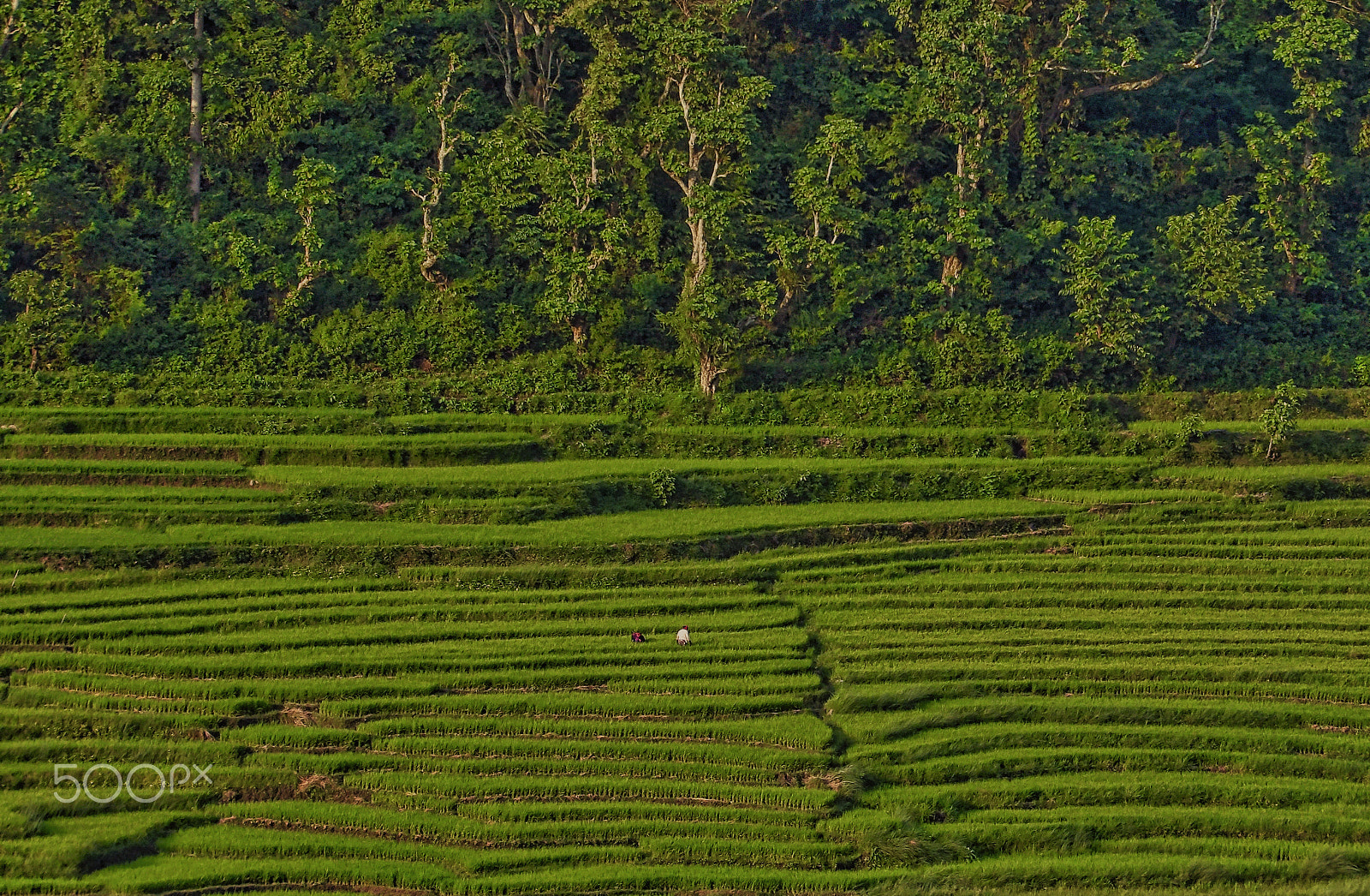 Ricoh PENTAX XG-1 sample photo. Landscape photography
