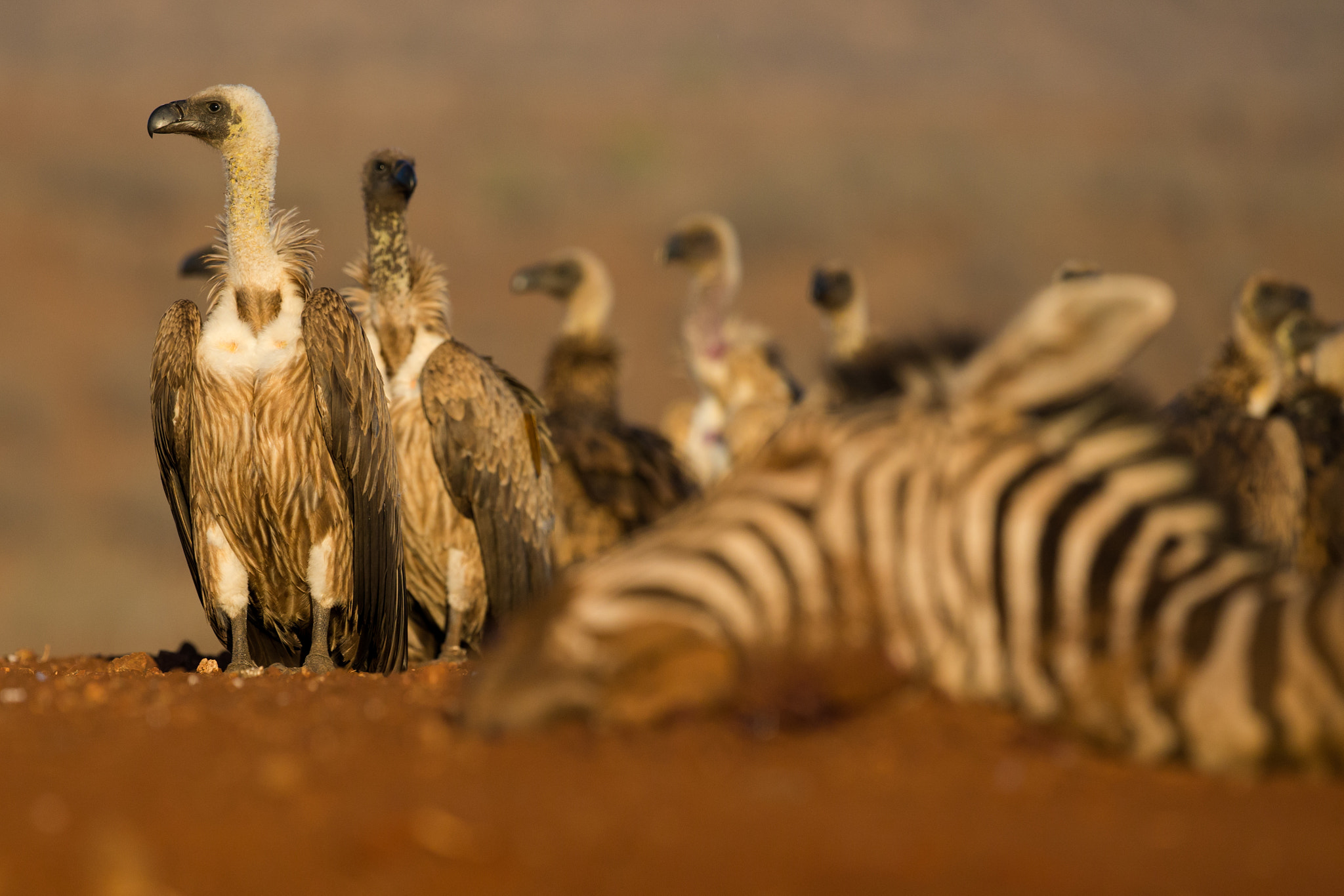 Canon EF 300mm F2.8L IS II USM sample photo. Vulture photography