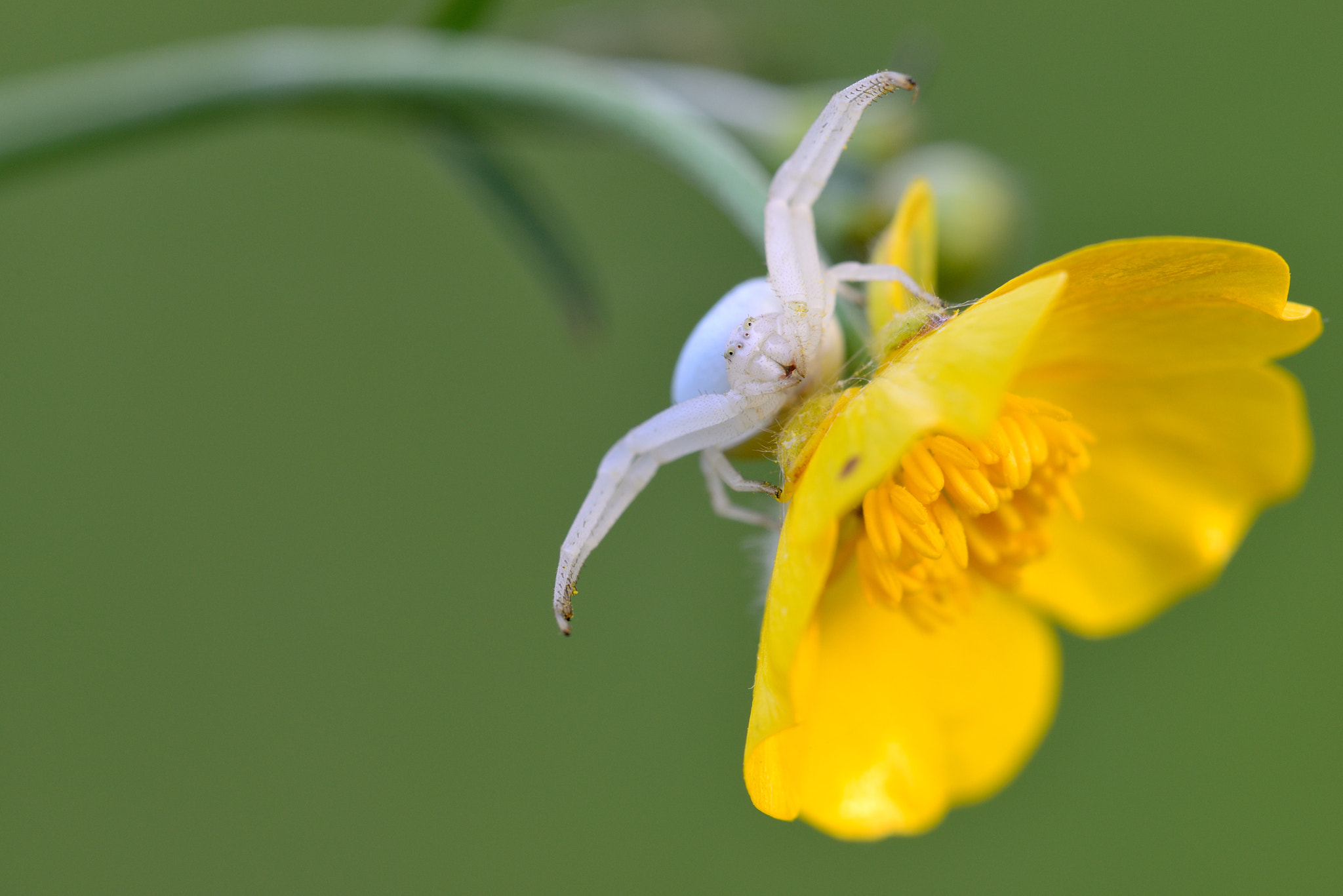 Nikon D800 + Nikon AF Micro-Nikkor 200mm F4D ED-IF sample photo. Krabbenspinne photography