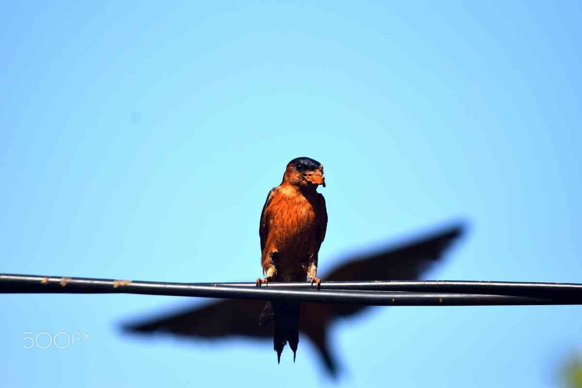 Sigma 150-500mm F5-6.3 DG OS HSM sample photo. Ceylon swallow fly & rest photography
