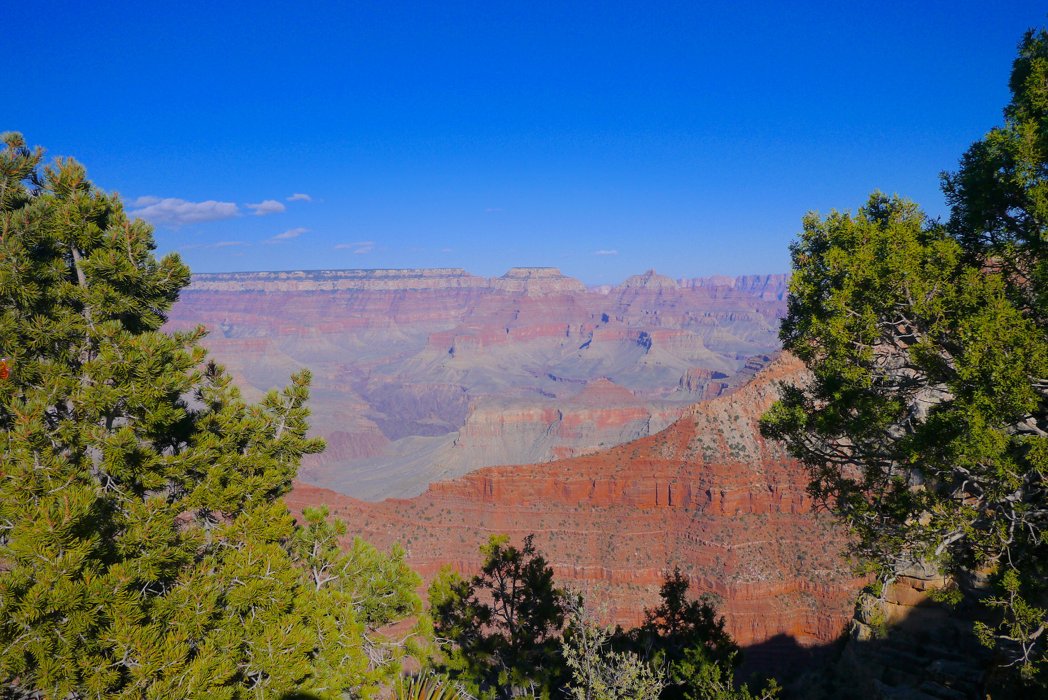 Panasonic Lumix DMC-GX1 + Panasonic Lumix G 14mm F2.5 ASPH sample photo. Grand canyon tree framed photography