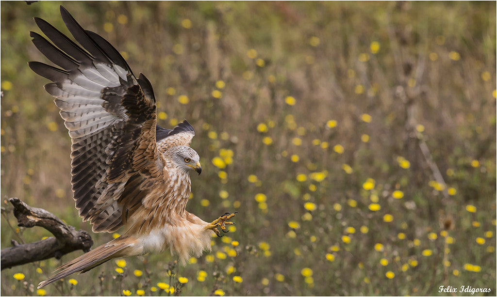 Canon EOS-1D X + Canon EF 300mm F2.8L IS II USM sample photo. Milano real photography