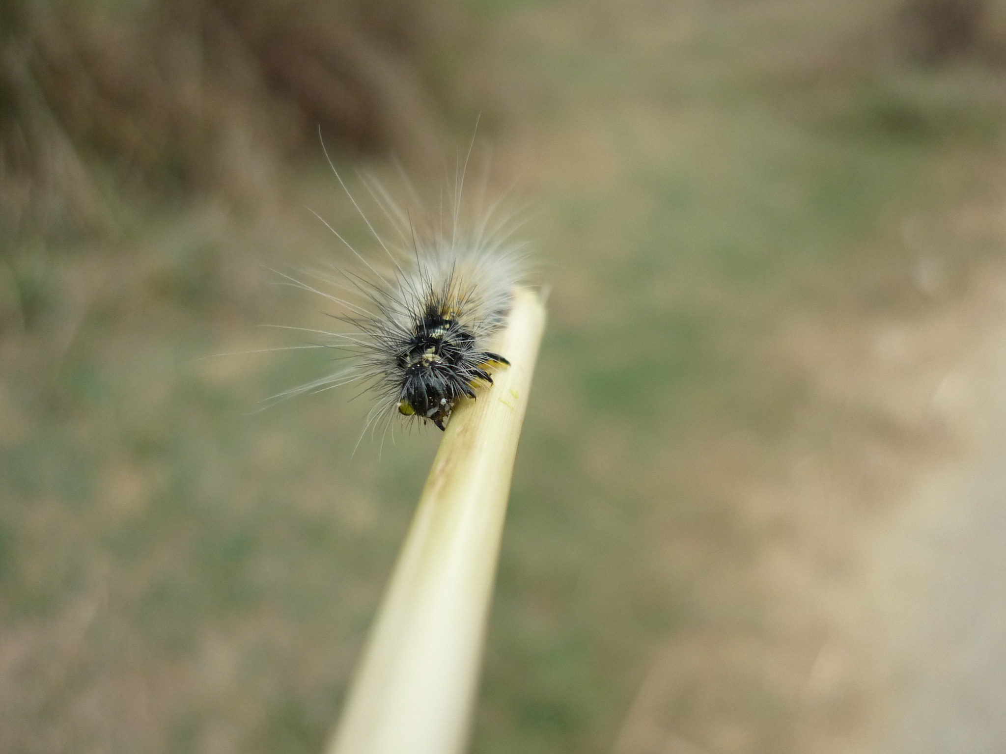 Panasonic DMC-LS85 sample photo. Caterpillar the lepidoptera photography