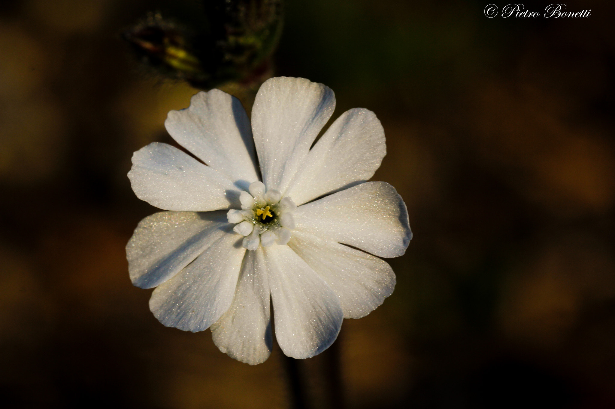 Canon EOS 60D + Canon EF 100mm F2.8L Macro IS USM sample photo. Cuori photography