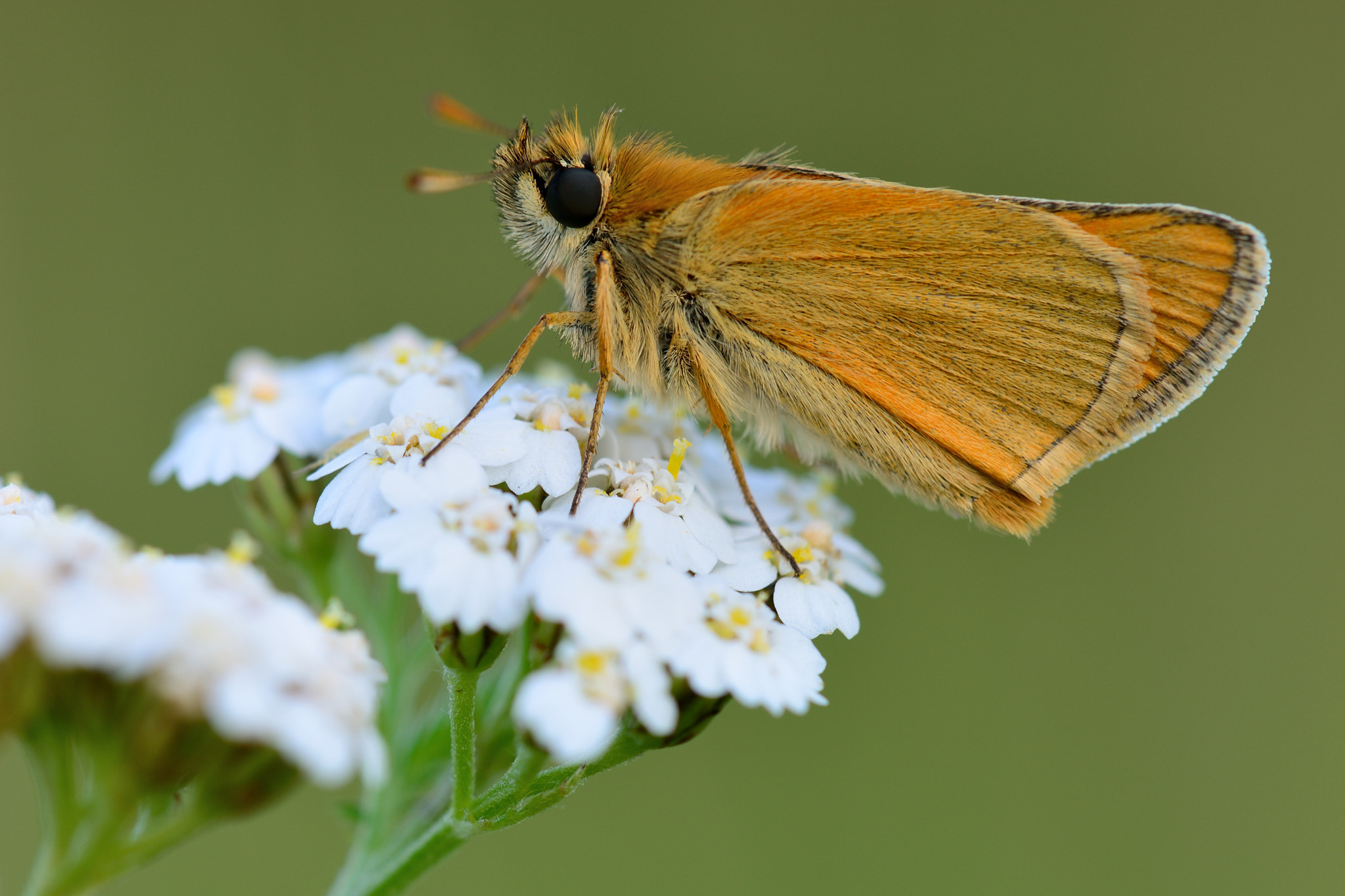 Nikon D800 + Nikon AF Micro-Nikkor 200mm F4D ED-IF sample photo. Braunkolbiger dickkopffalter (thymelicus sylvestris ) photography