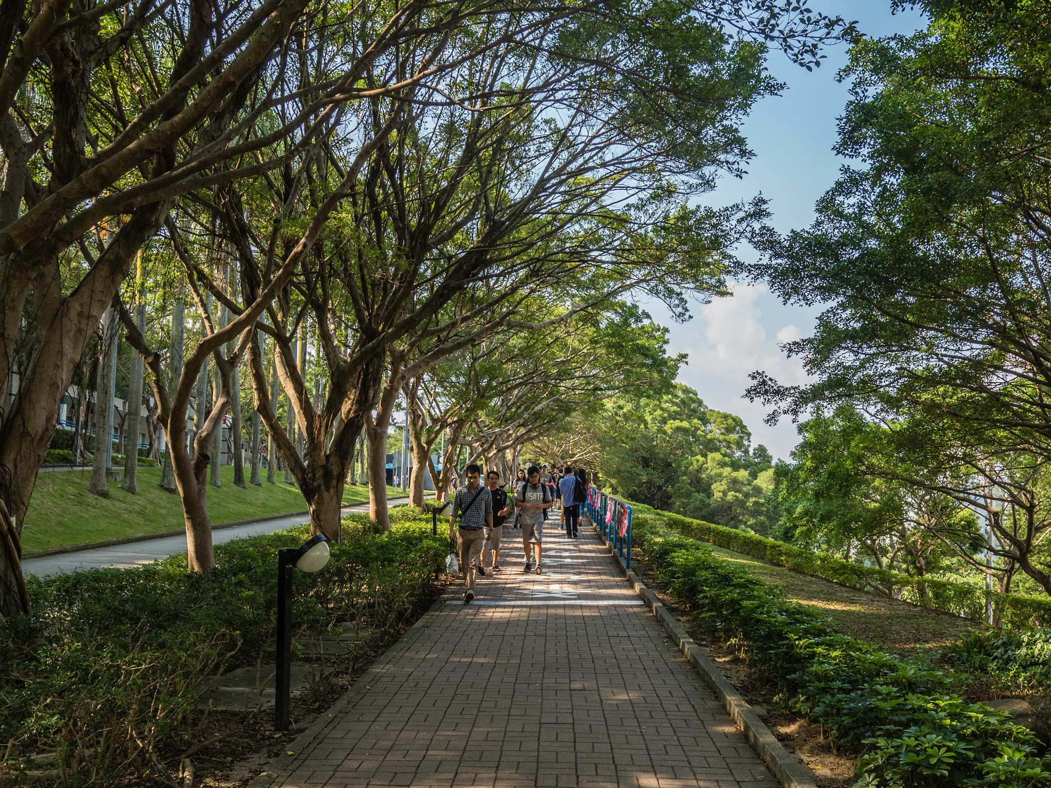 LEICA DG SUMMILUX 15/F1.7 sample photo. Tree lined road photography