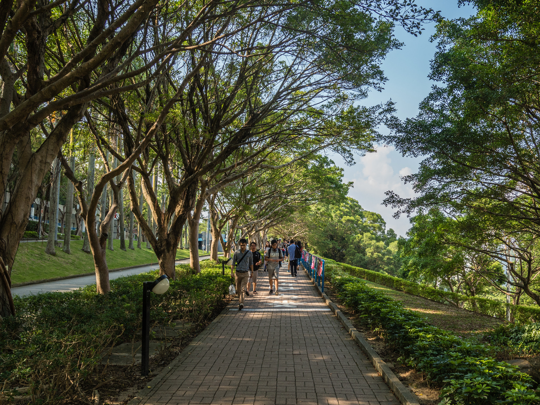 Olympus OM-D E-M5 II sample photo. Tree lined road photography