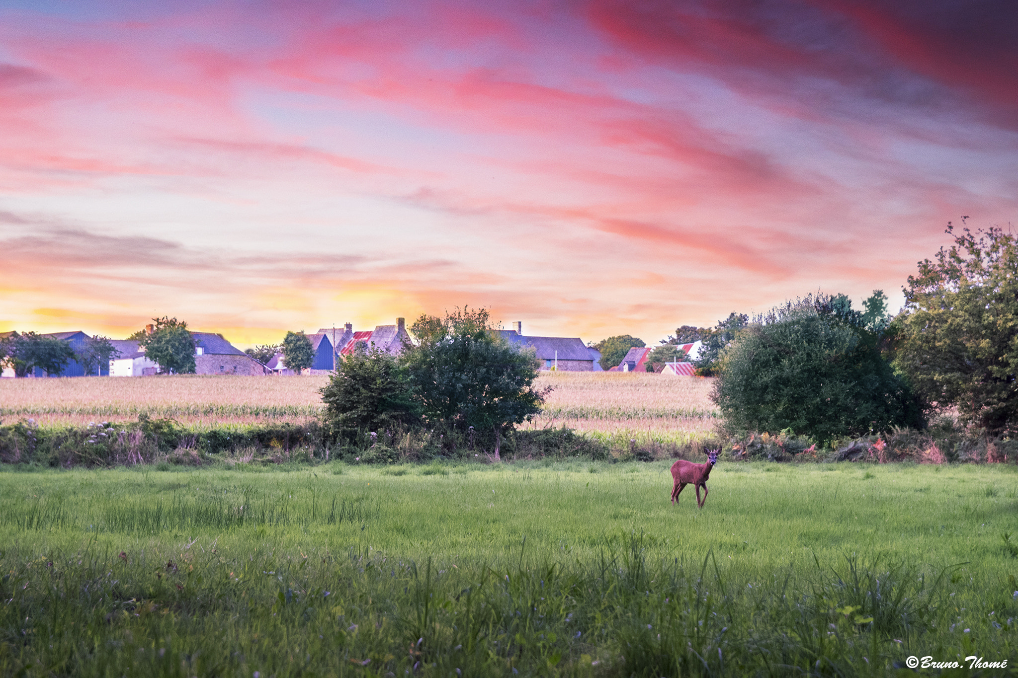 Sigma 17-50mm F2.8 EX DC HSM sample photo. Cervid at sunset photography