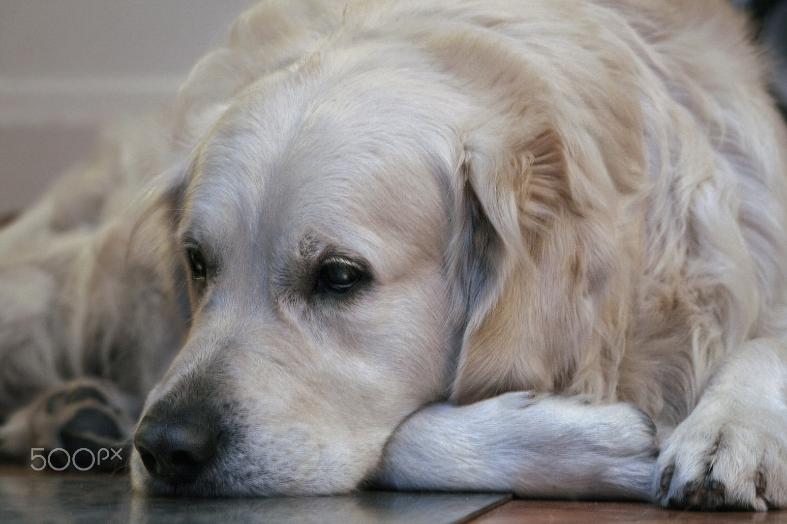 Canon EF 100-300mm F4.5-5.6 USM sample photo. Sleeping dog photography