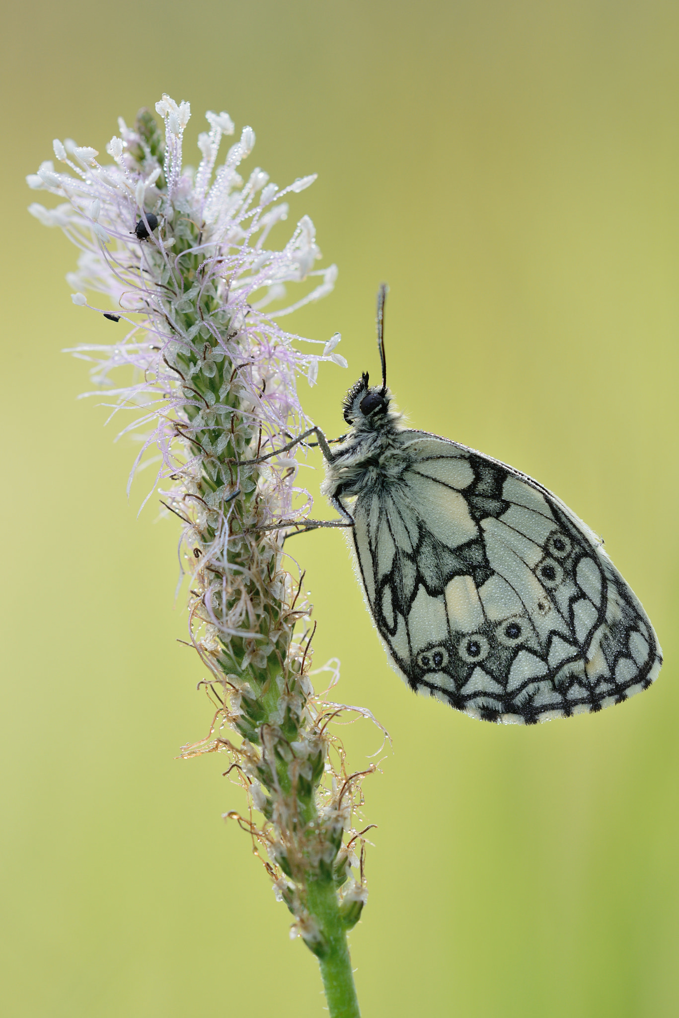 Nikon D800 + Nikon AF Micro-Nikkor 200mm F4D ED-IF sample photo. Schachbrettfalter (melanargia galathea) photography