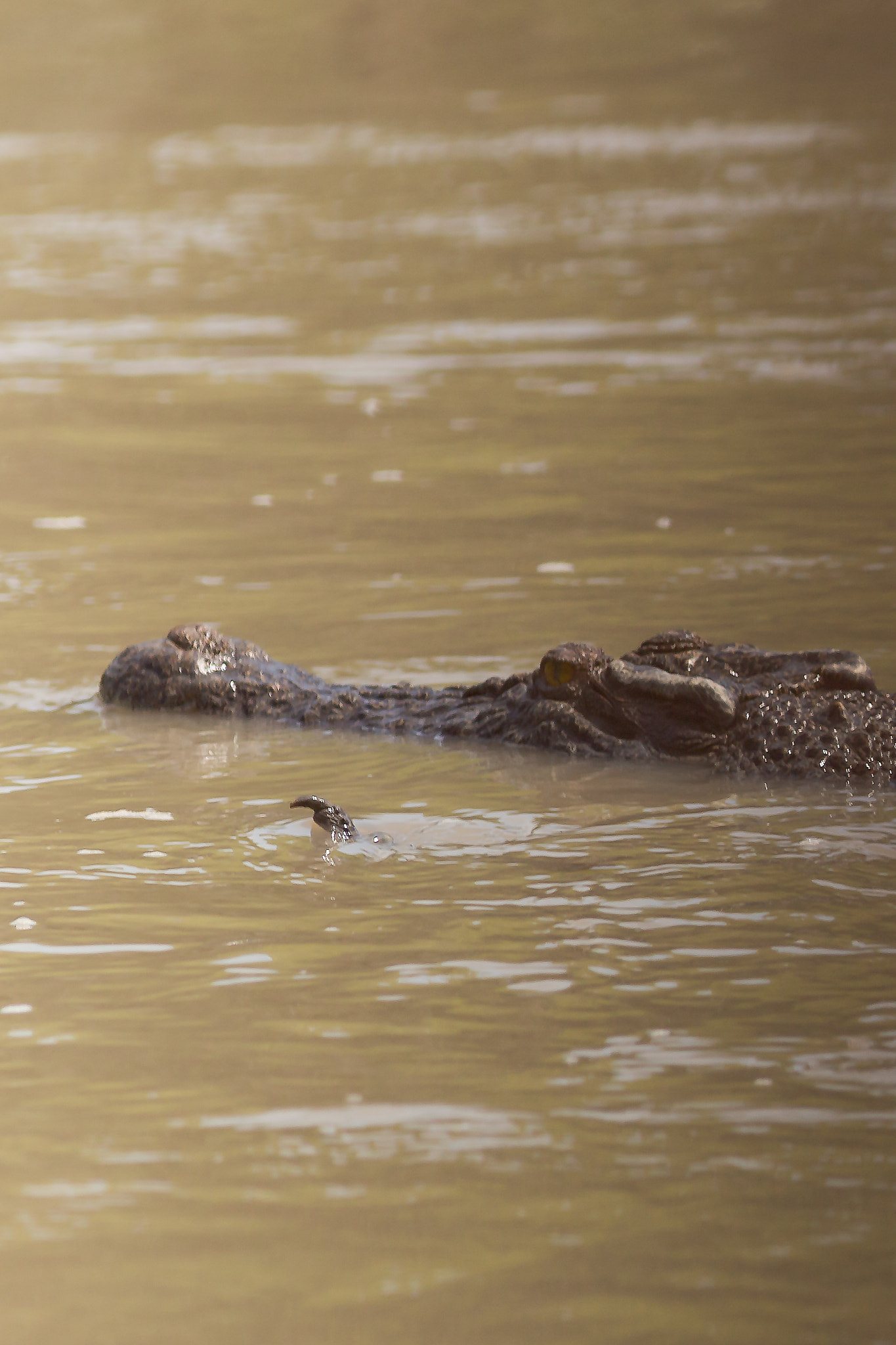 Canon EOS 6D + Canon EF 400mm F5.6L USM sample photo. Salt water crocodile photography