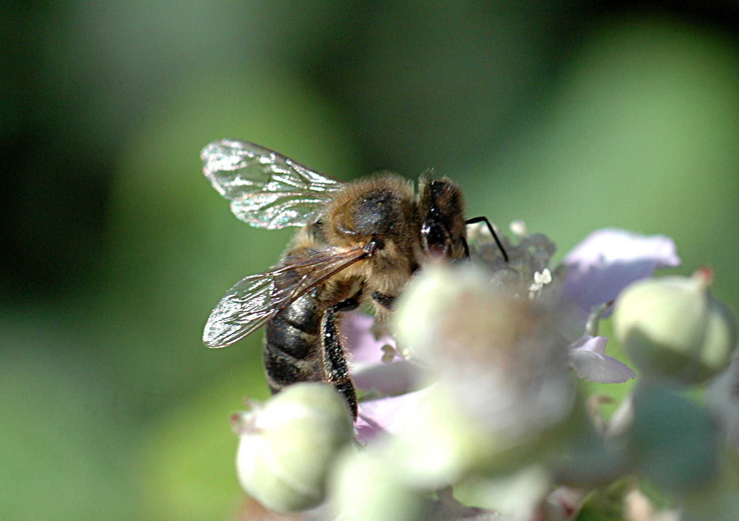 Sigma Macro 90mm F2.8 sample photo. A photography