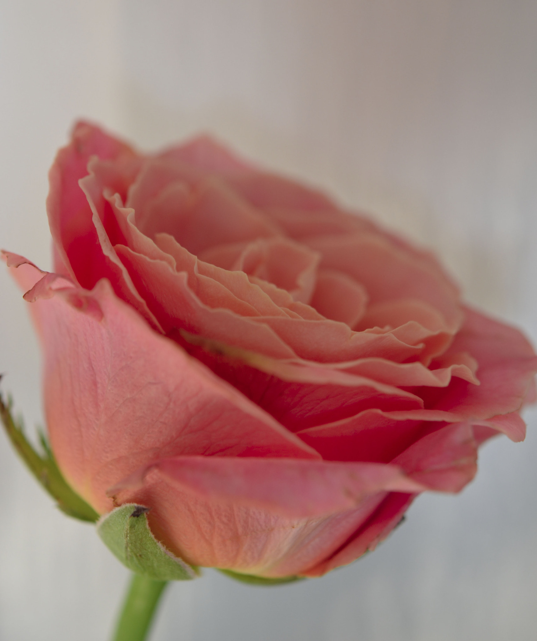 Nikon AF-S Micro-Nikkor 60mm F2.8G ED sample photo. Pink rose photography