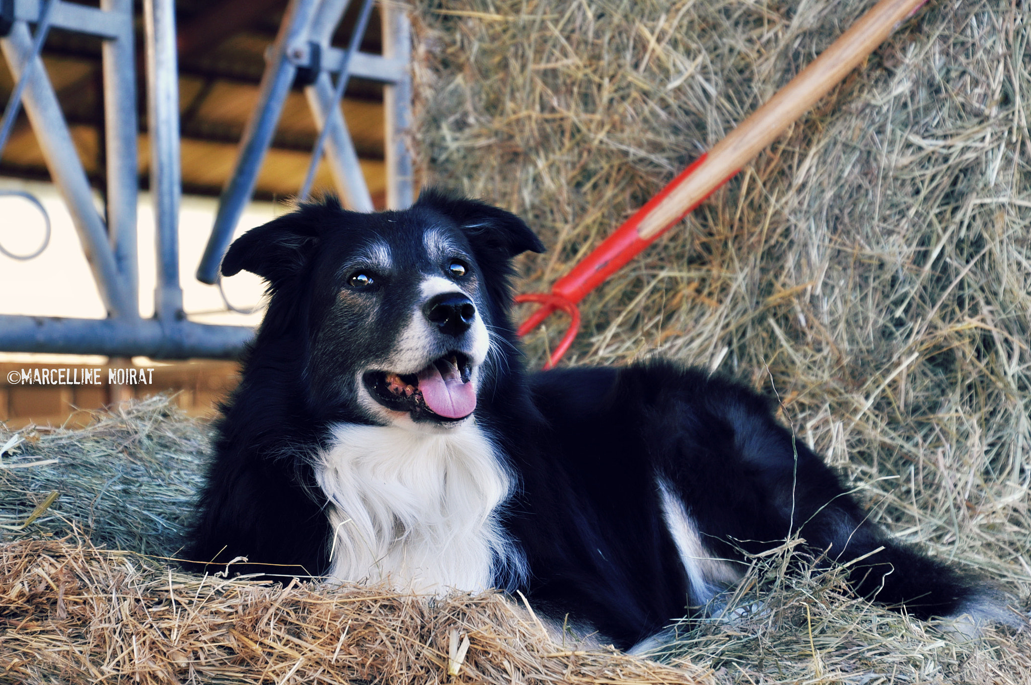 Nikon D5000 sample photo. Docky the border collie photography