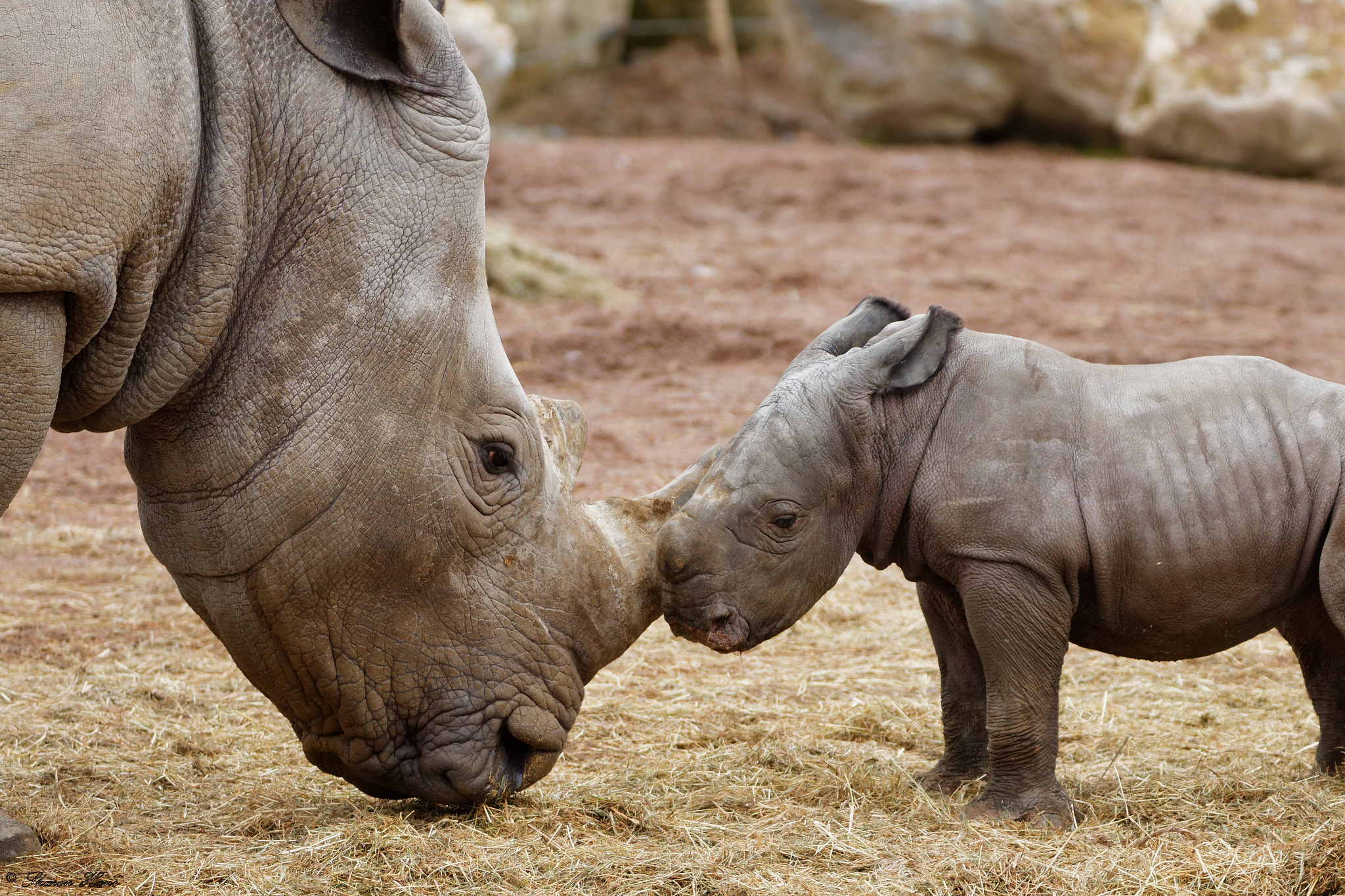 Tamron SP 150-600mm F5-6.3 Di VC USD sample photo. White rhinoceros, pairi daiza, belgium photography
