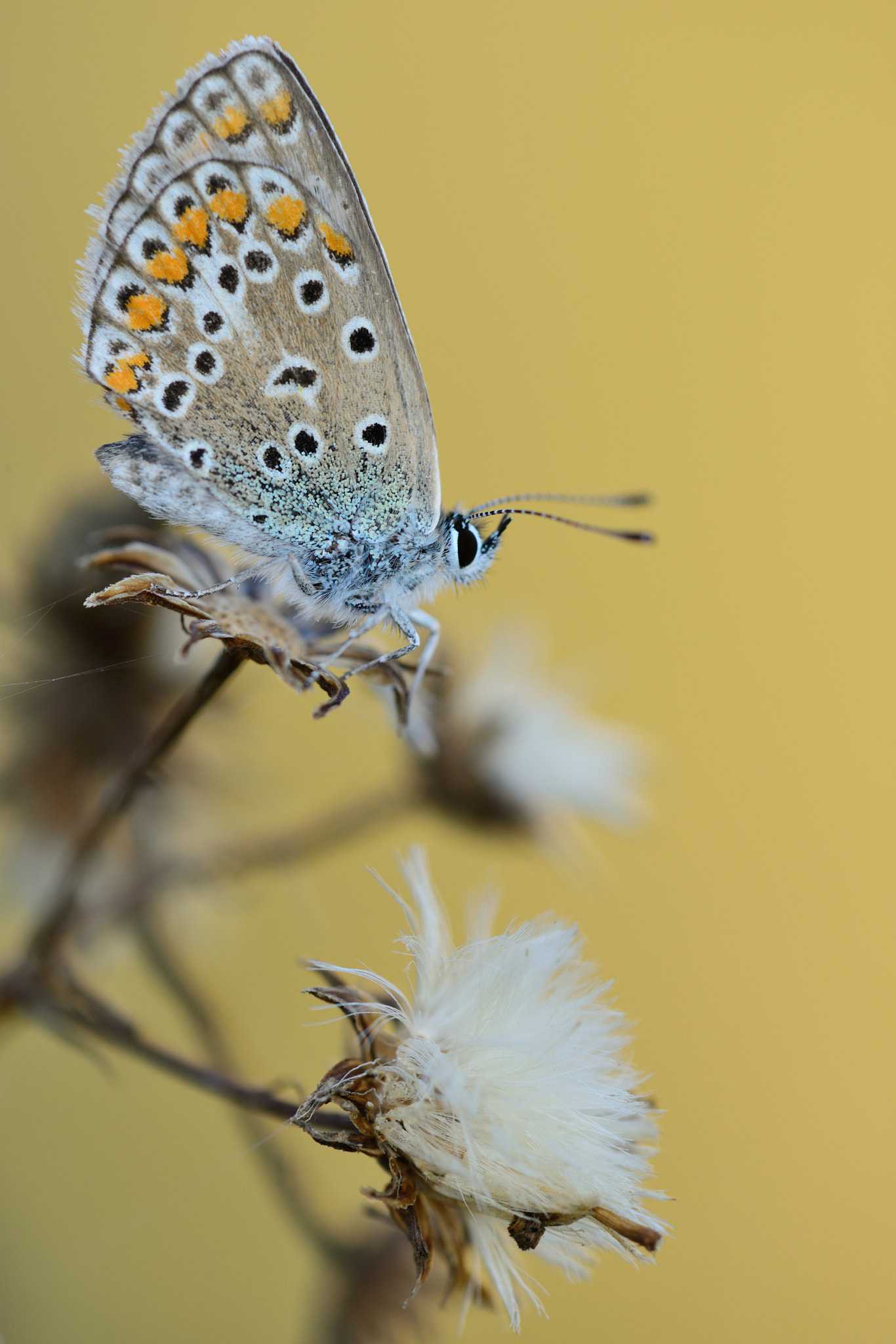 Nikon D800 + Nikon AF Micro-Nikkor 200mm F4D ED-IF sample photo. Hauhechel bläuling photography