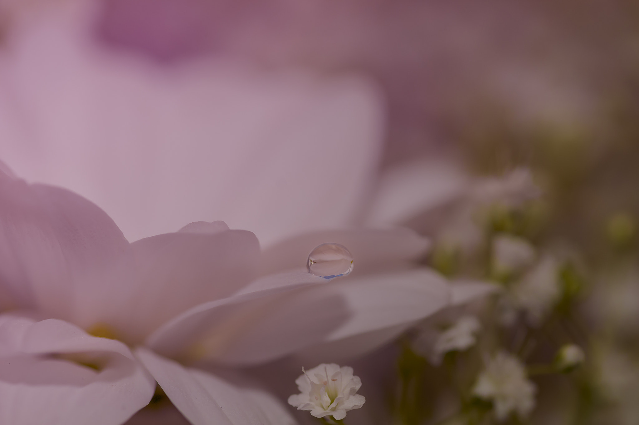 Sigma 105mm F2.8 EX DG OS HSM sample photo. Bl023 photography