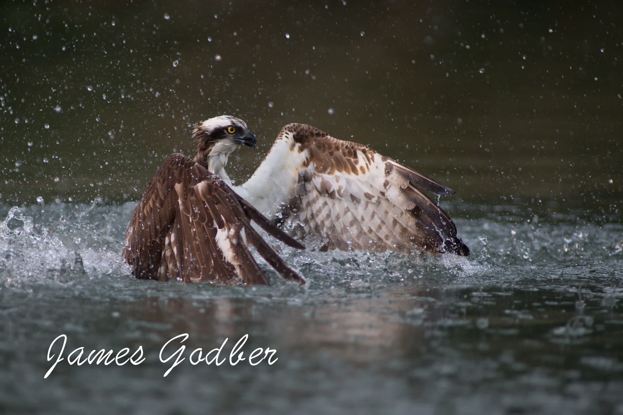 Canon EOS-1D X + Canon EF 400mm f/2.8L sample photo. Fishing osprey: rutland, leicestershire, uk photography