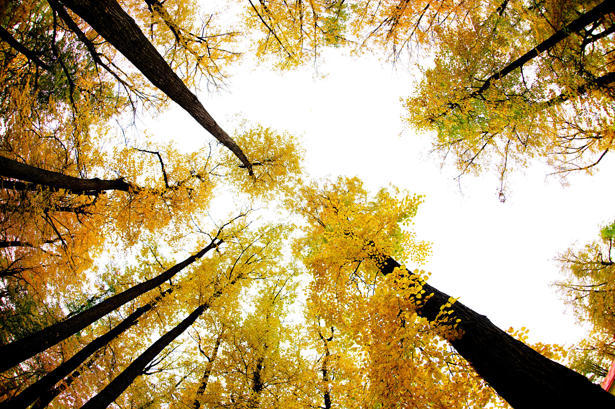 Sony a7 II + Sony 16mm F2.8 Fisheye sample photo. My autumn photography