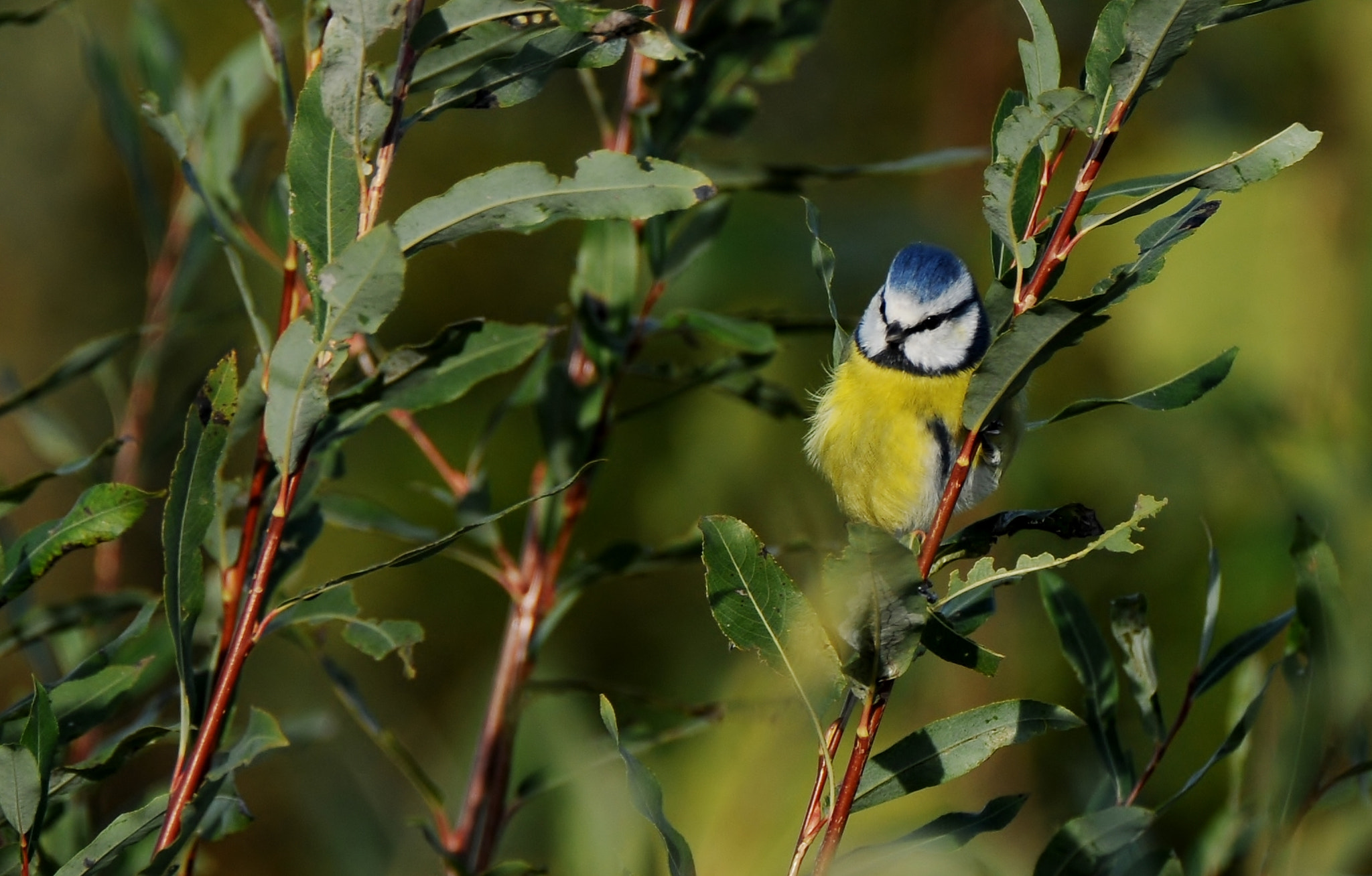 Nikon D300 sample photo. Mėlynoji zylė (lot. parus caeruleus, angl. blue ti photography
