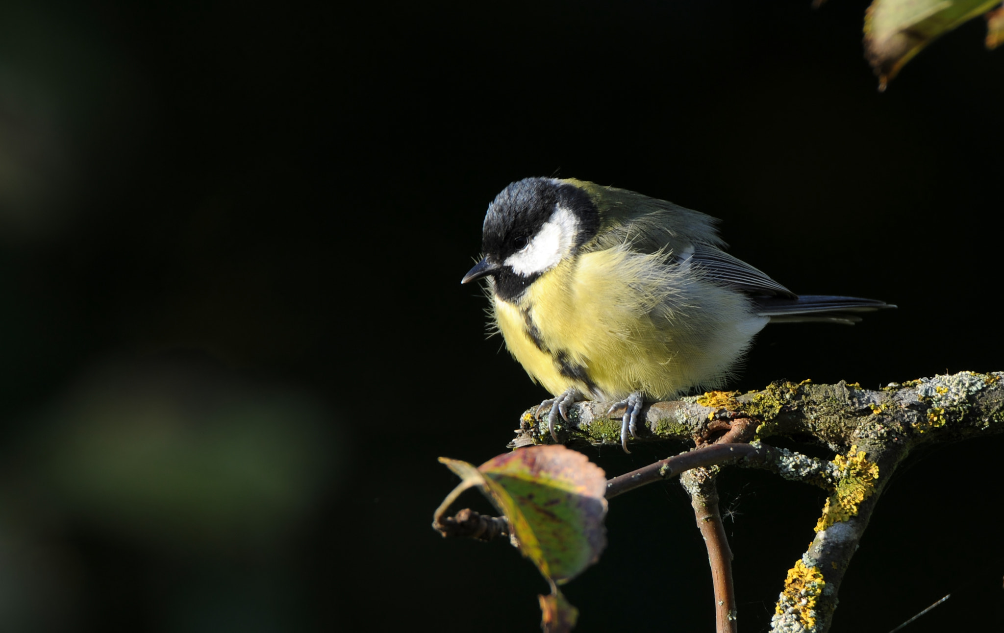 Nikon D300 sample photo. Didžioji zylė (lot. parus major, angl. great tit, photography