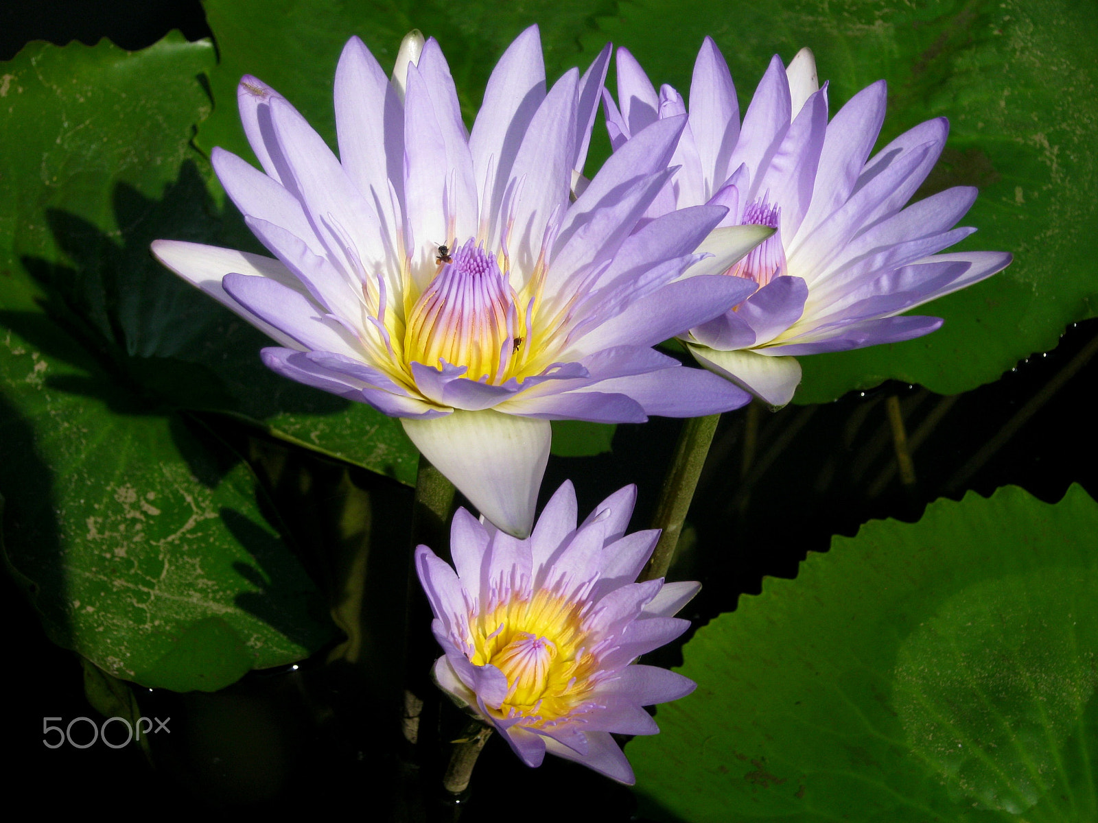 Canon PowerShot A800 sample photo. Id: blue water lily flowers photography