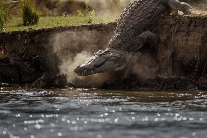 Nikon AF-S Nikkor 300mm F2.8G ED VR II sample photo. Fierce force photography