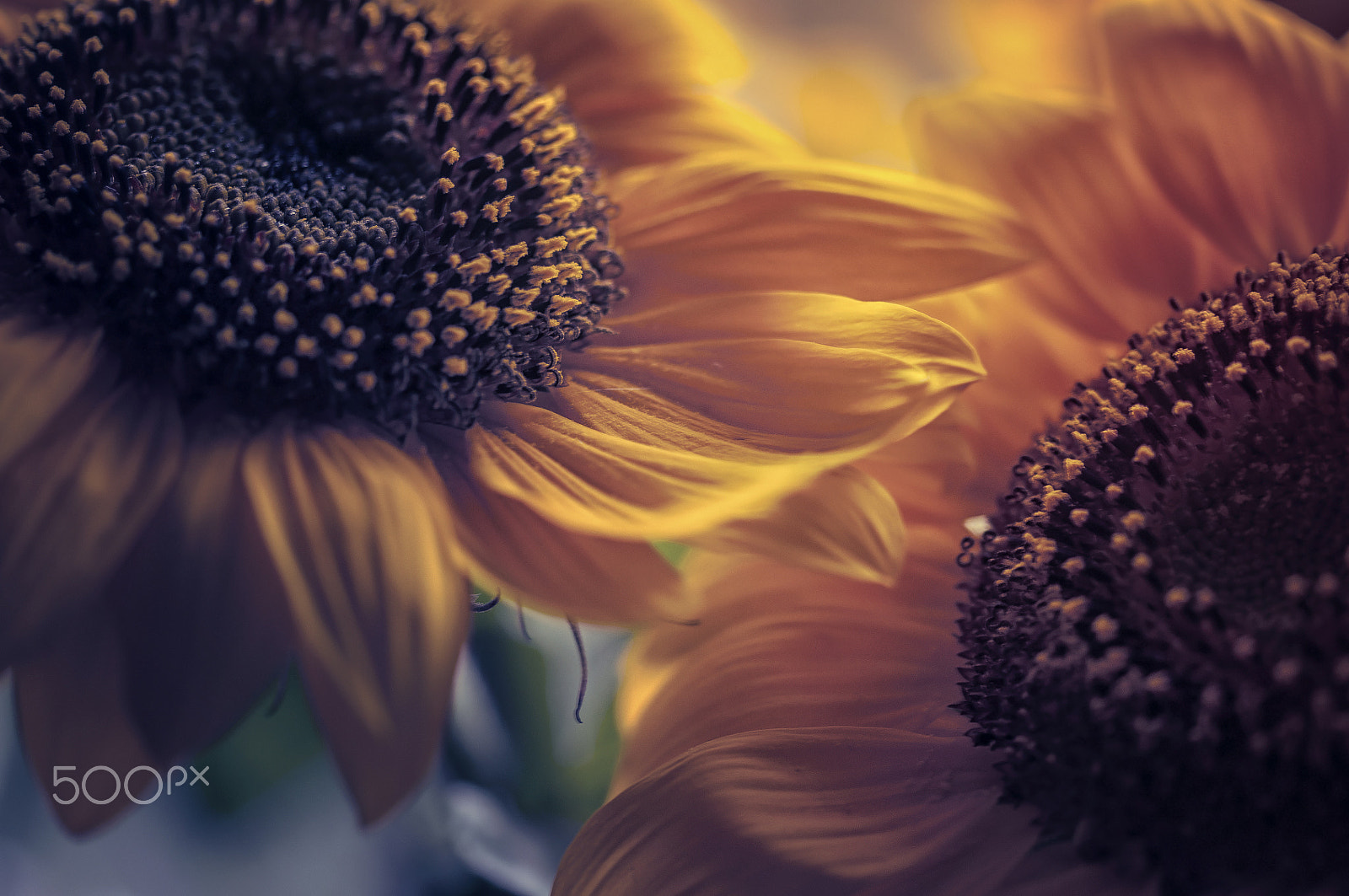 Sigma 105mm F2.8 EX DG OS HSM sample photo. Sunshine photography
