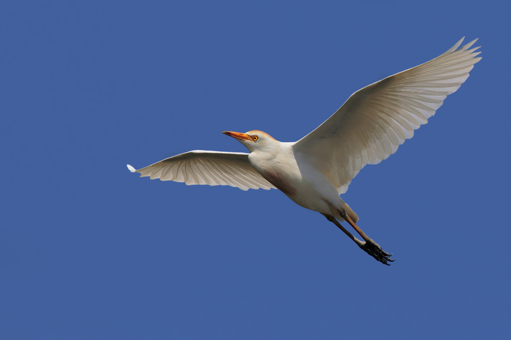 Canon EOS 7D Mark II + Canon EF 500mm f/4.5L sample photo. Fly photography