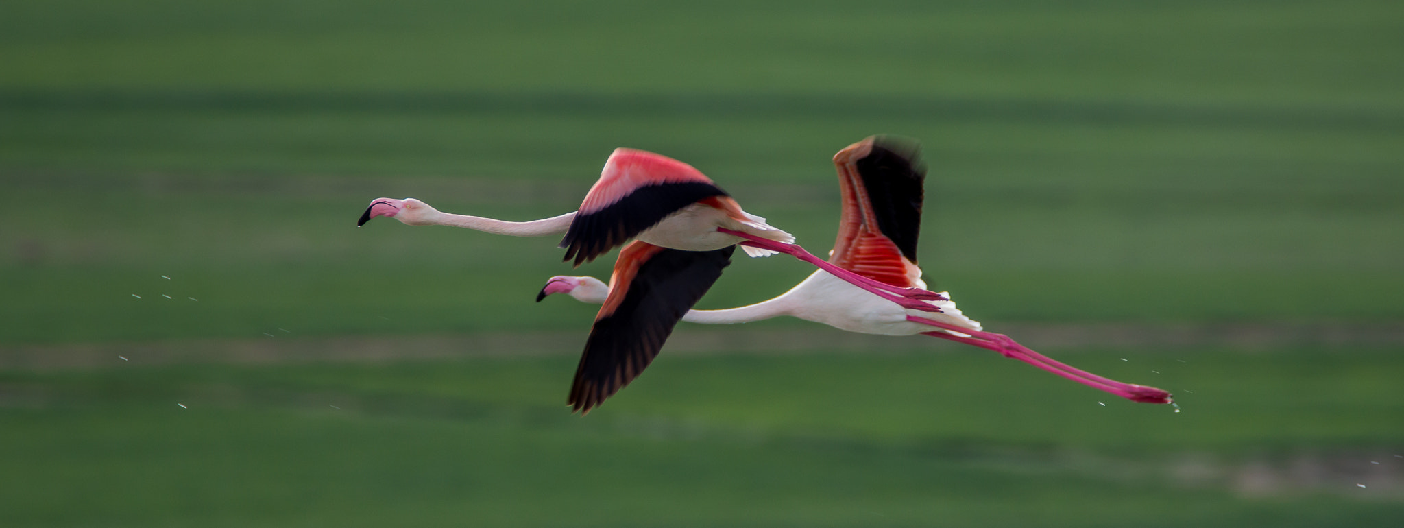 Tamron SP 150-600mm F5-6.3 Di VC USD sample photo. Flamingo photography
