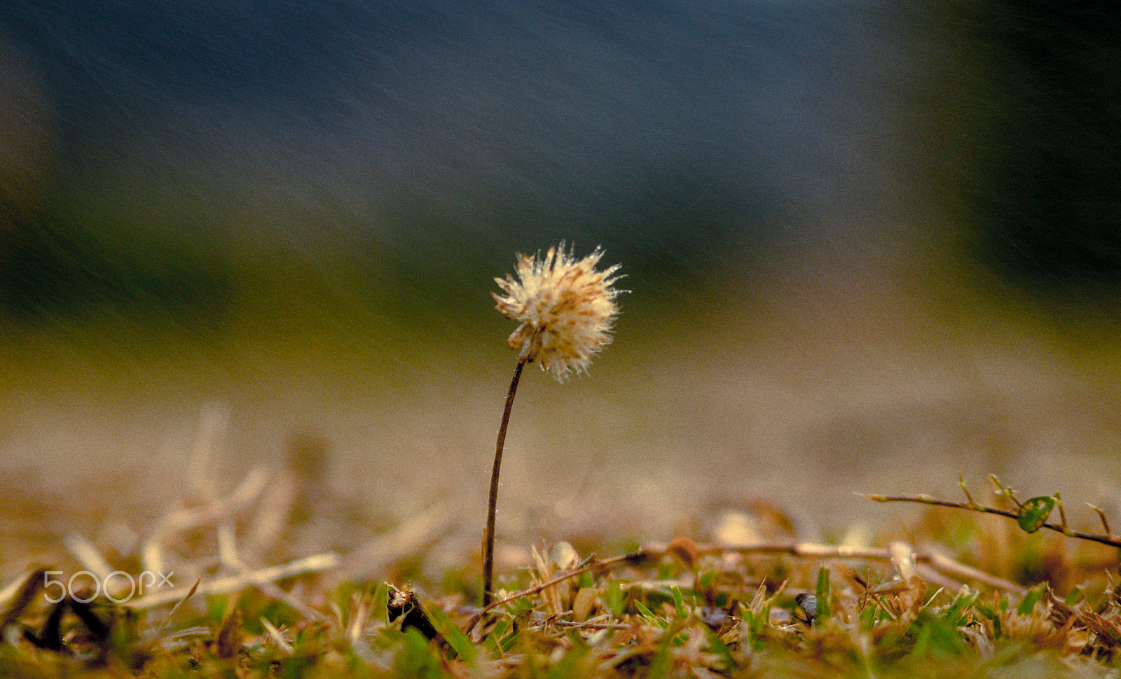 Sony SLT-A37 + Sigma 70-300mm F4-5.6 DL Macro sample photo. Dsc photography