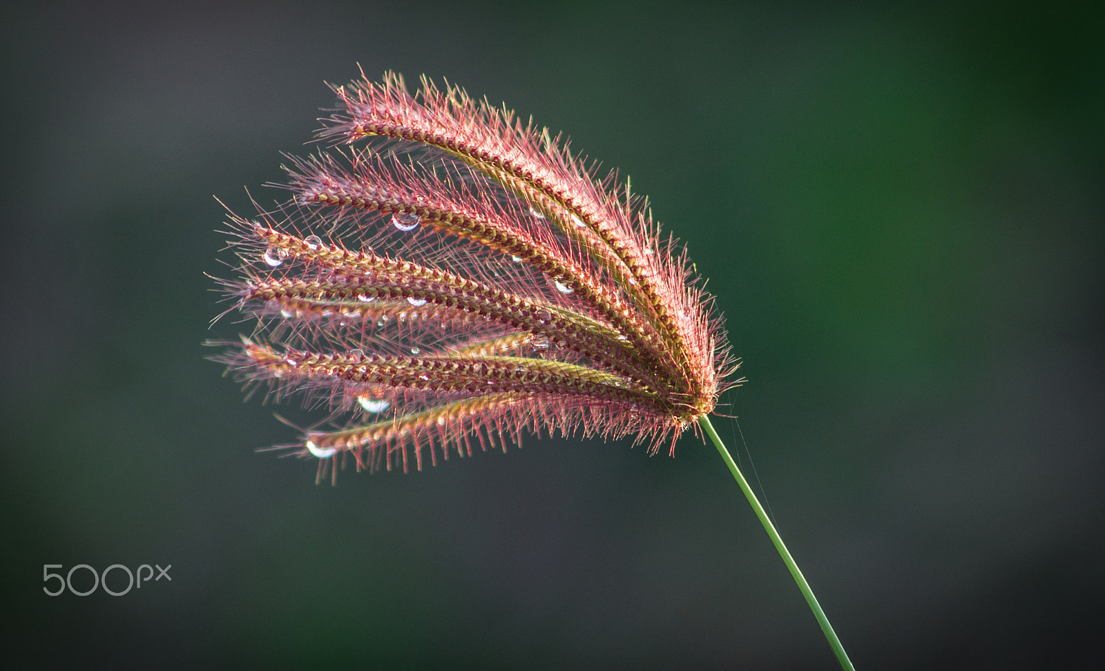 Sony SLT-A37 + Sigma 70-300mm F4-5.6 DL Macro sample photo. _dsc8769-2.jpg photography