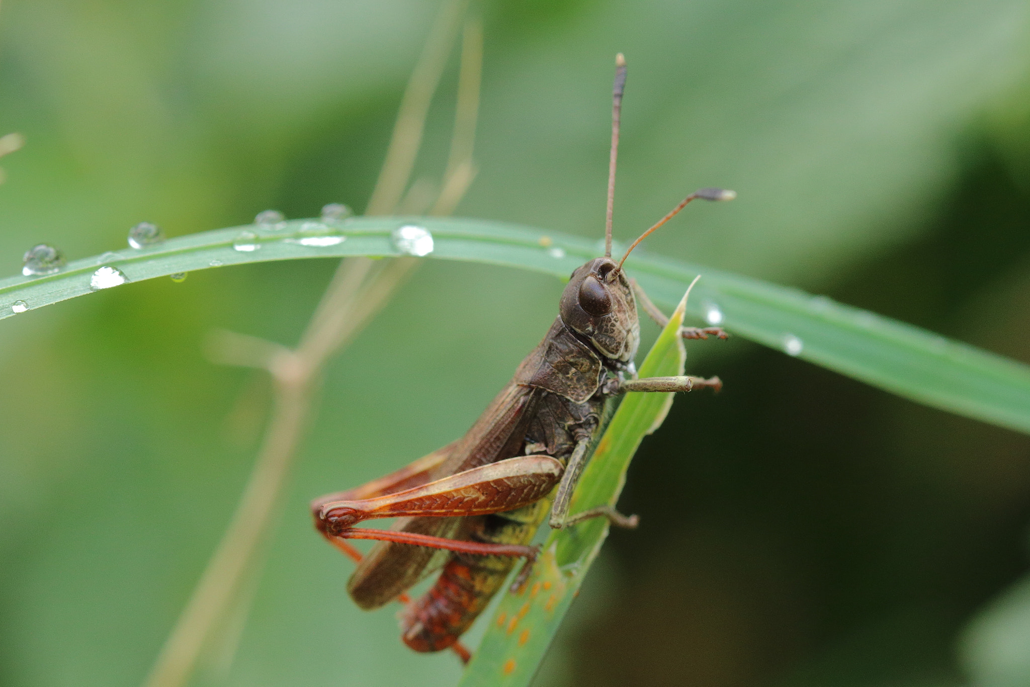 Canon EOS 70D + Canon EF 100mm F2.8L Macro IS USM sample photo. The king of the grass... photography