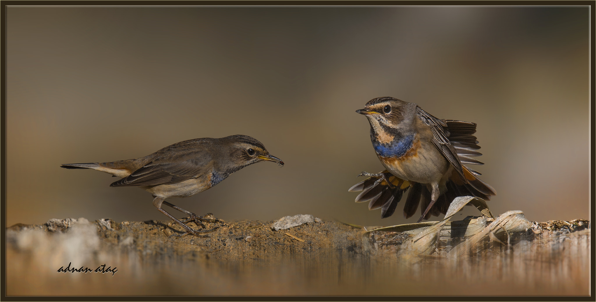 Sigma 150-600mm F5-6.3 DG OS HSM | S sample photo. Mavigerdan - bluethroat - luscinia svecica photography