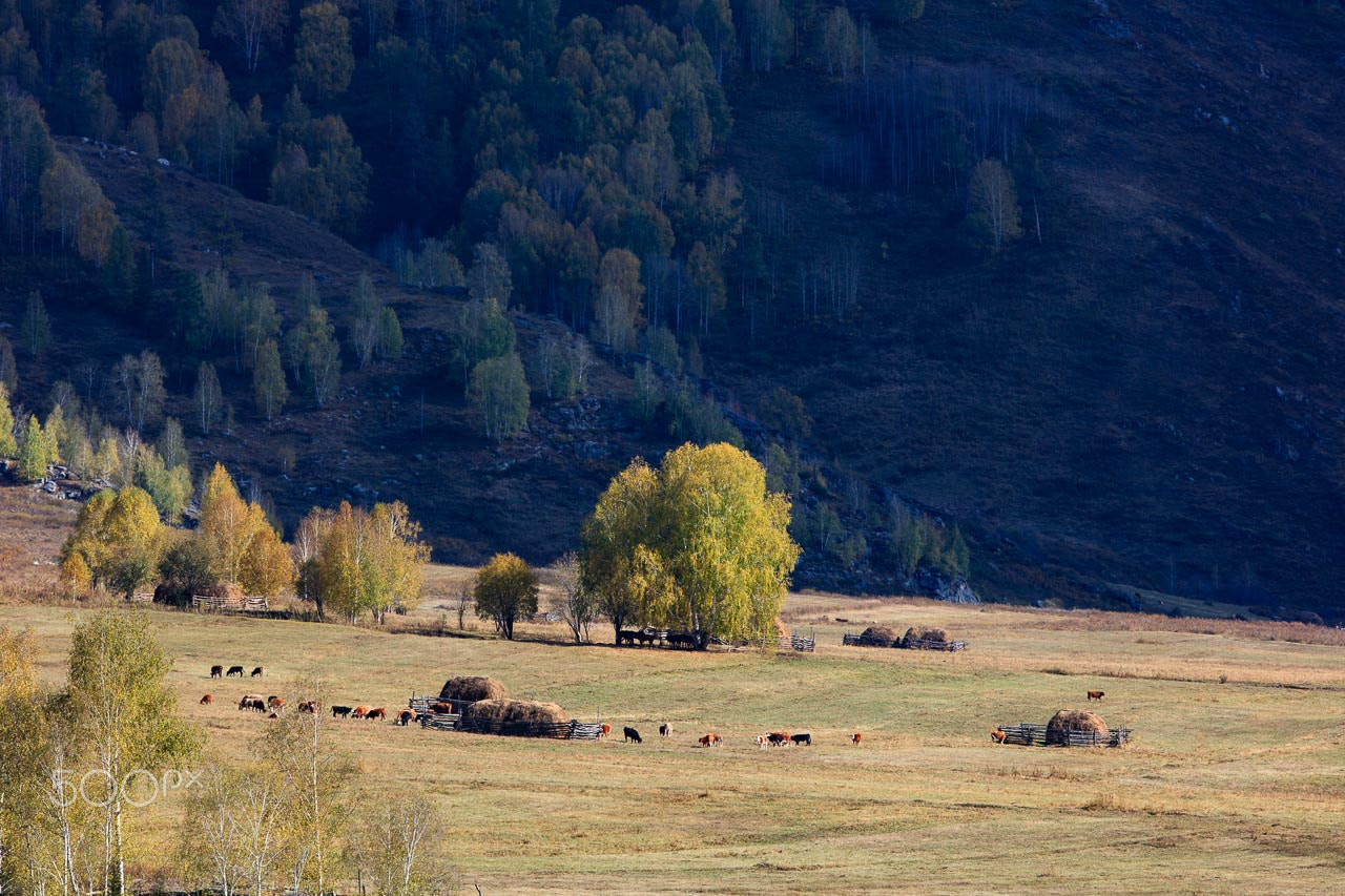 Canon EF 300mm F2.8L IS USM sample photo. Pasture photography
