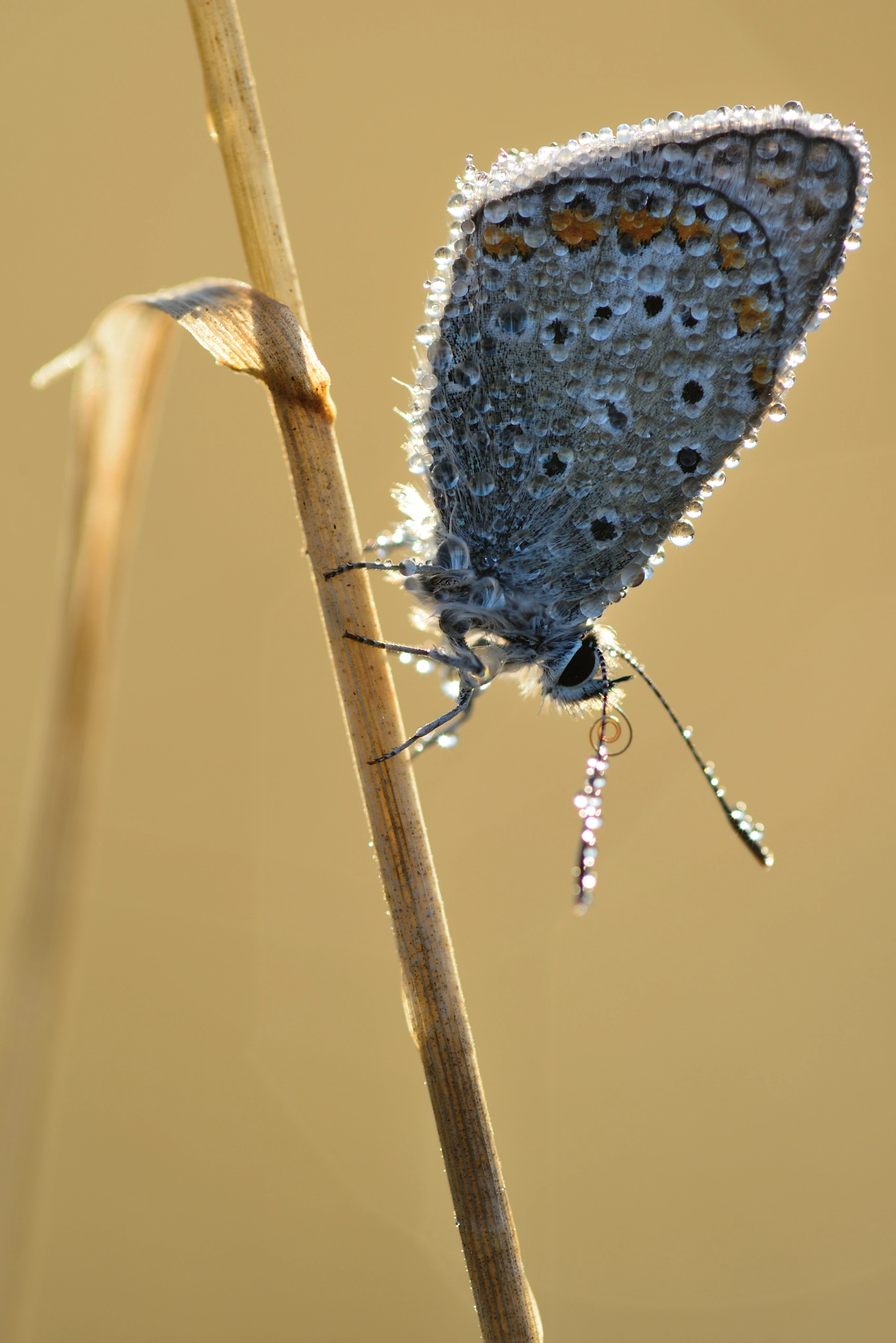 Nikon D800 + Nikon AF Micro-Nikkor 200mm F4D ED-IF sample photo. Hauhechel bläuling photography