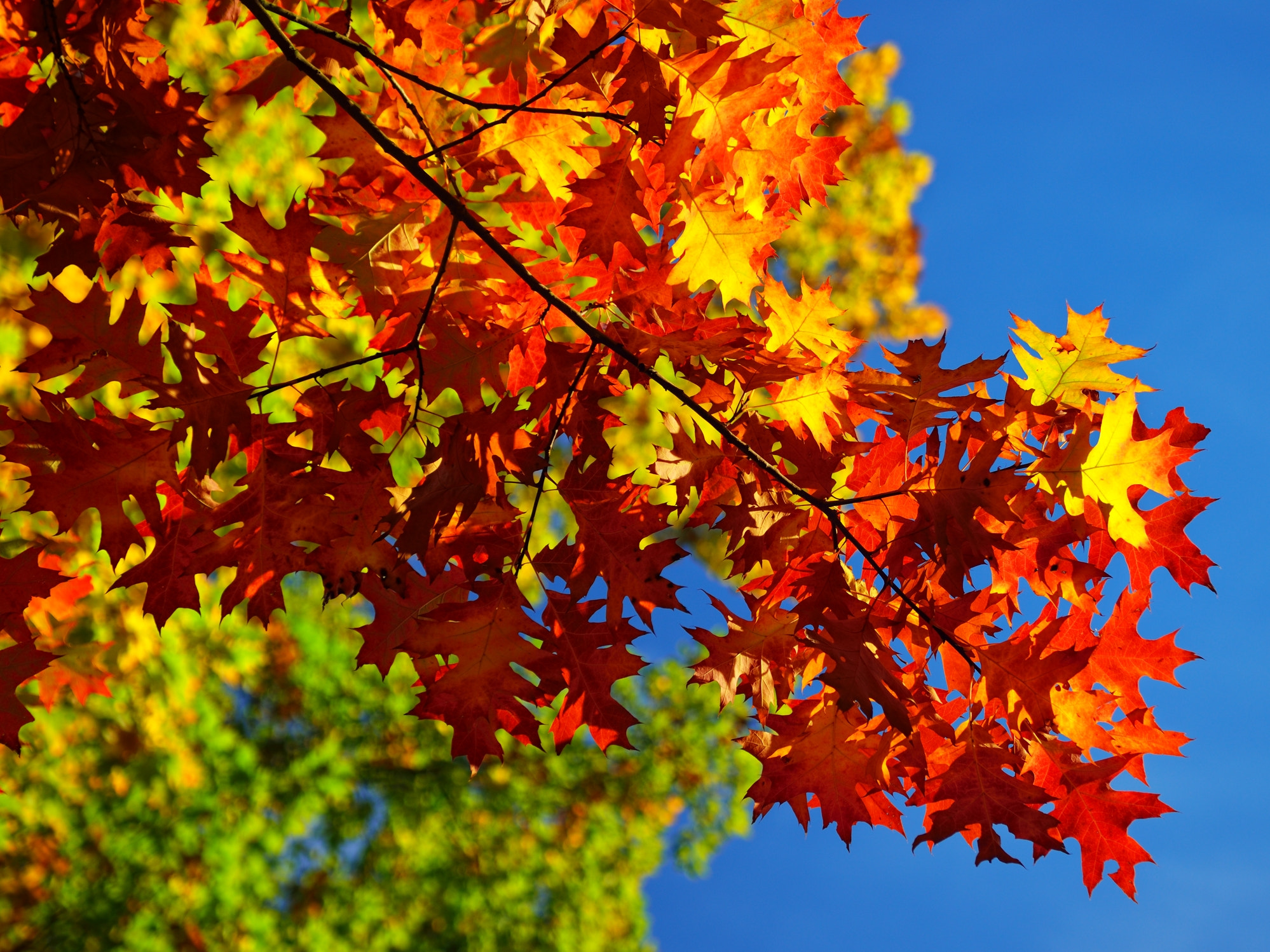 Nikon D600 + Sigma 24-70mm F2.8 EX DG Macro sample photo. Just colors photography