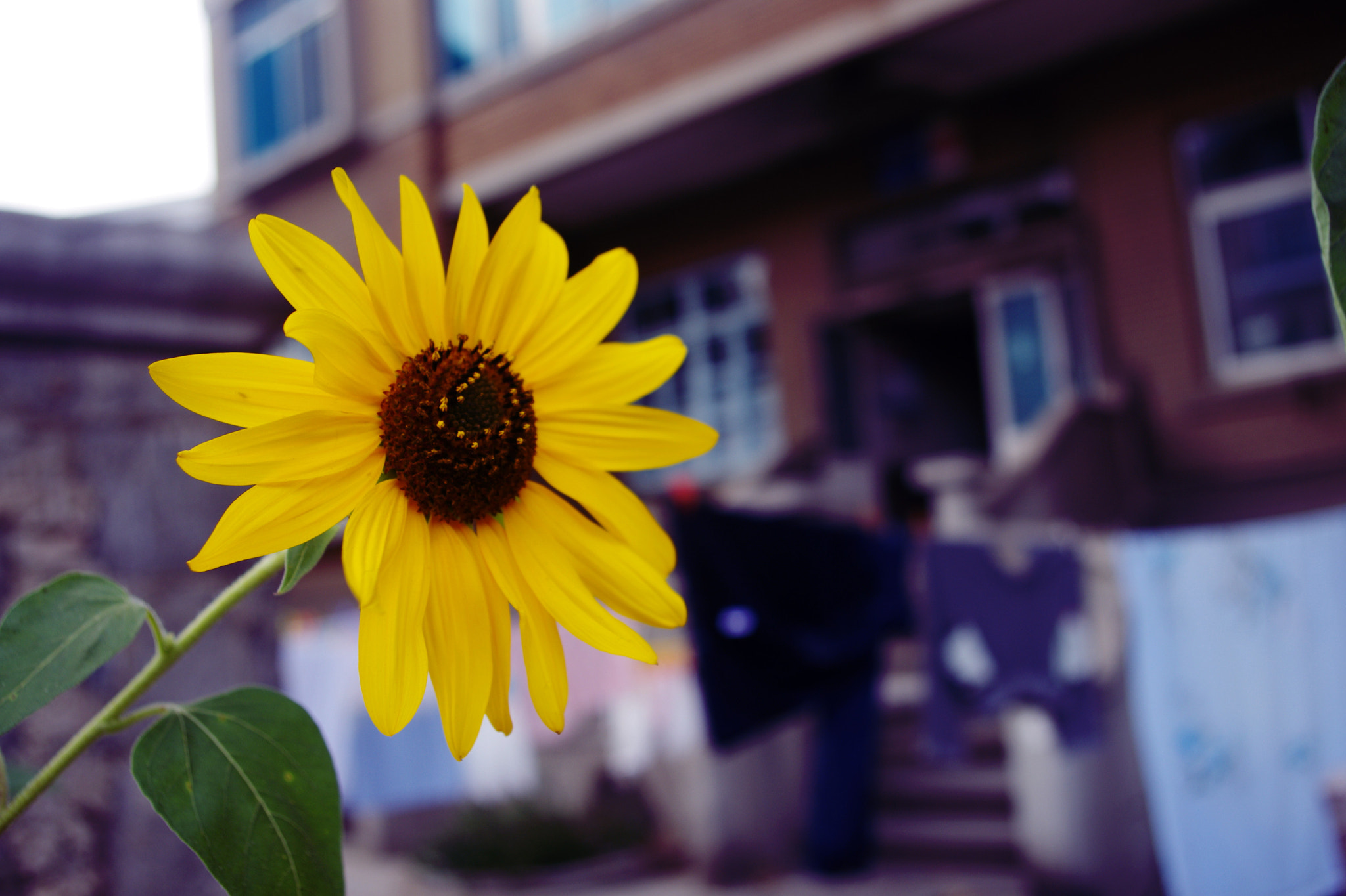smc PENTAX-DA L 18-55mm F3.5-5.6 sample photo. Feng lin jie photography