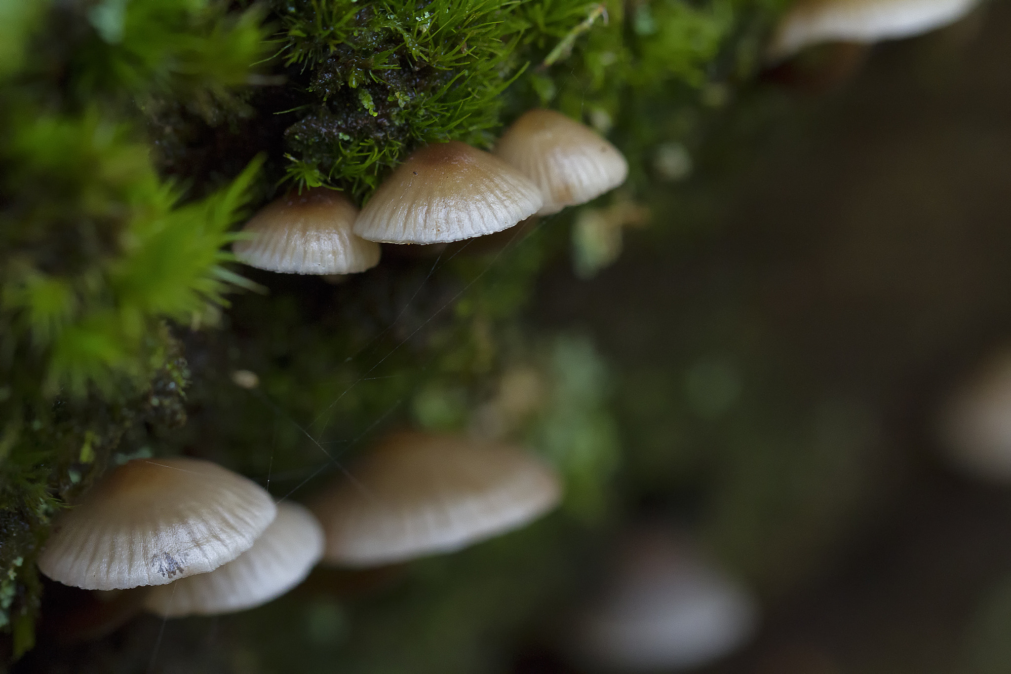Canon EOS 7D + Canon EF 100mm F2.8L Macro IS USM sample photo. Forestsecret2 photography