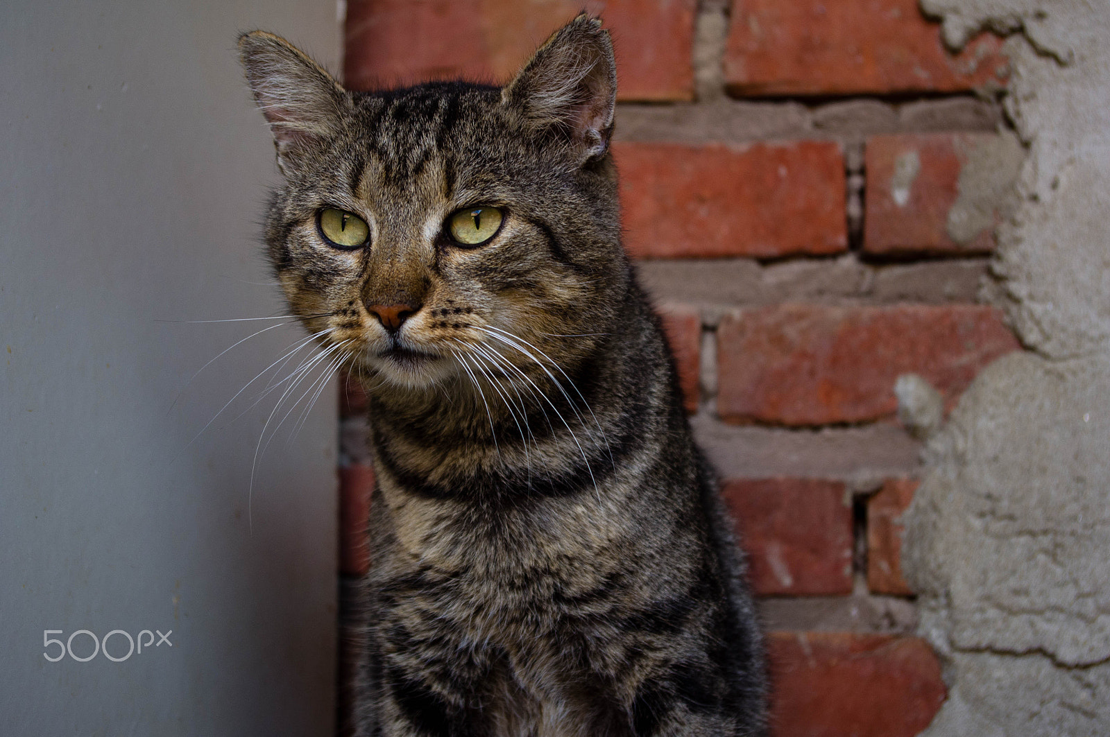 Pentax K-x sample photo. Cat photography
