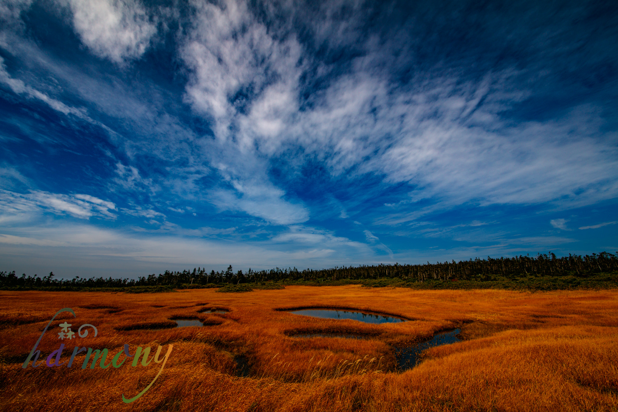 Sigma 12-24mm F4.5-5.6 II DG HSM sample photo. Leaves of grass is also autumn photography