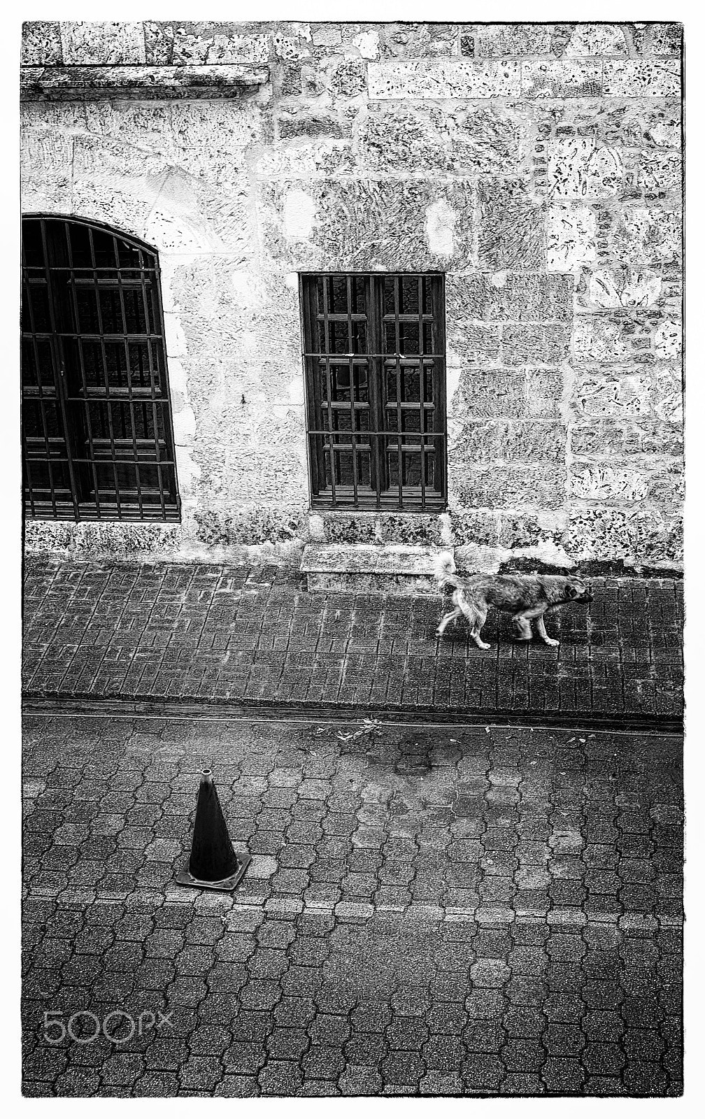 Fujifilm X-A1 sample photo. Walking dog photography