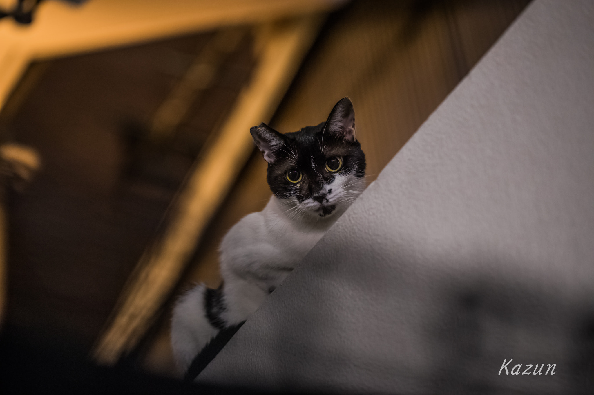 Canon EF 100mm F2.8L Macro IS USM sample photo. Hello! my friend! photography