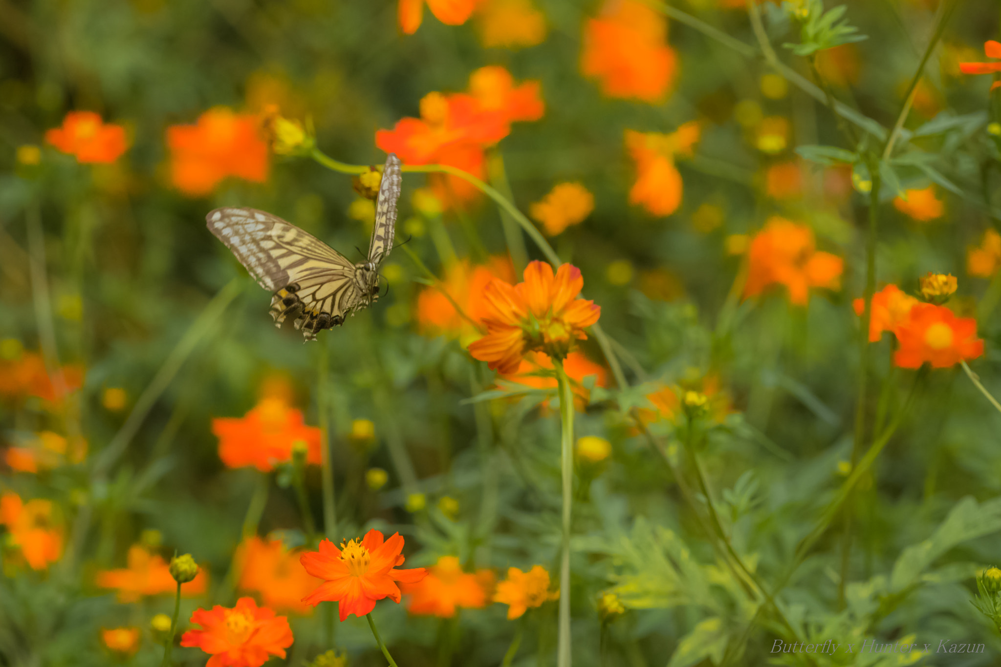 Canon EF 180mm F3.5L Macro USM sample photo. Fly! photography