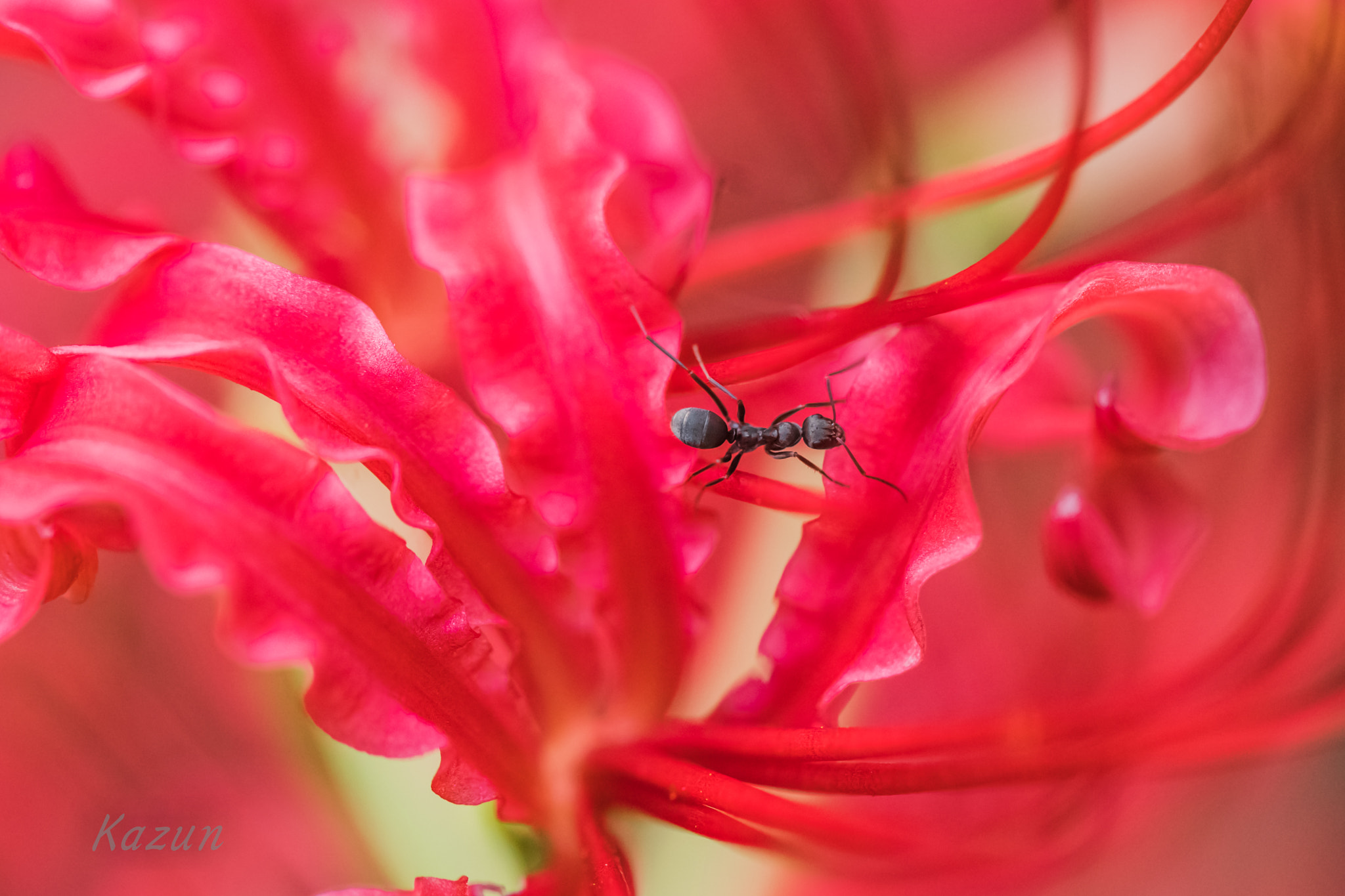 Canon EF 100mm F2.8L Macro IS USM sample photo. Take care~ .... photography