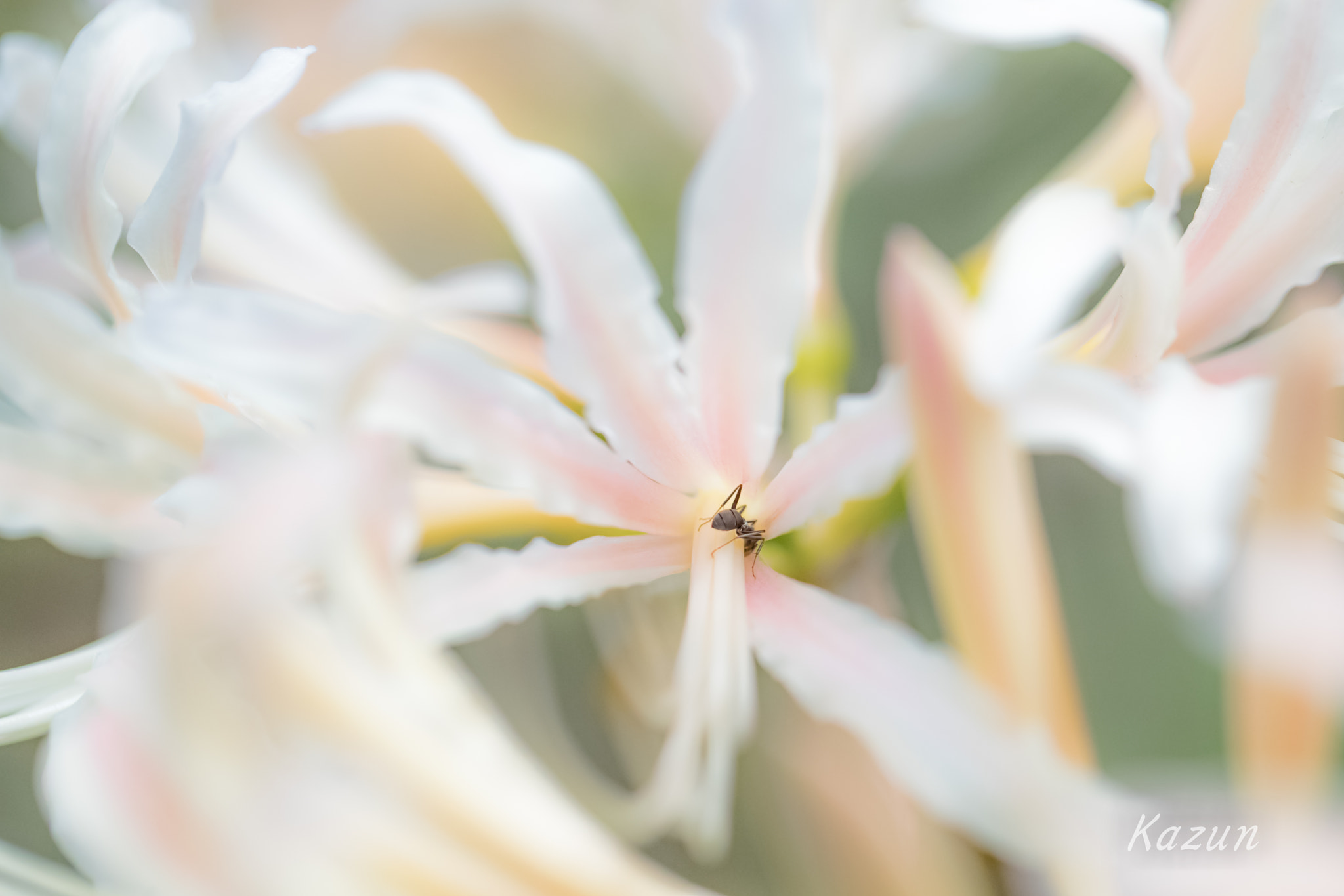 Canon EF 100mm F2.8L Macro IS USM sample photo. White dream! photography