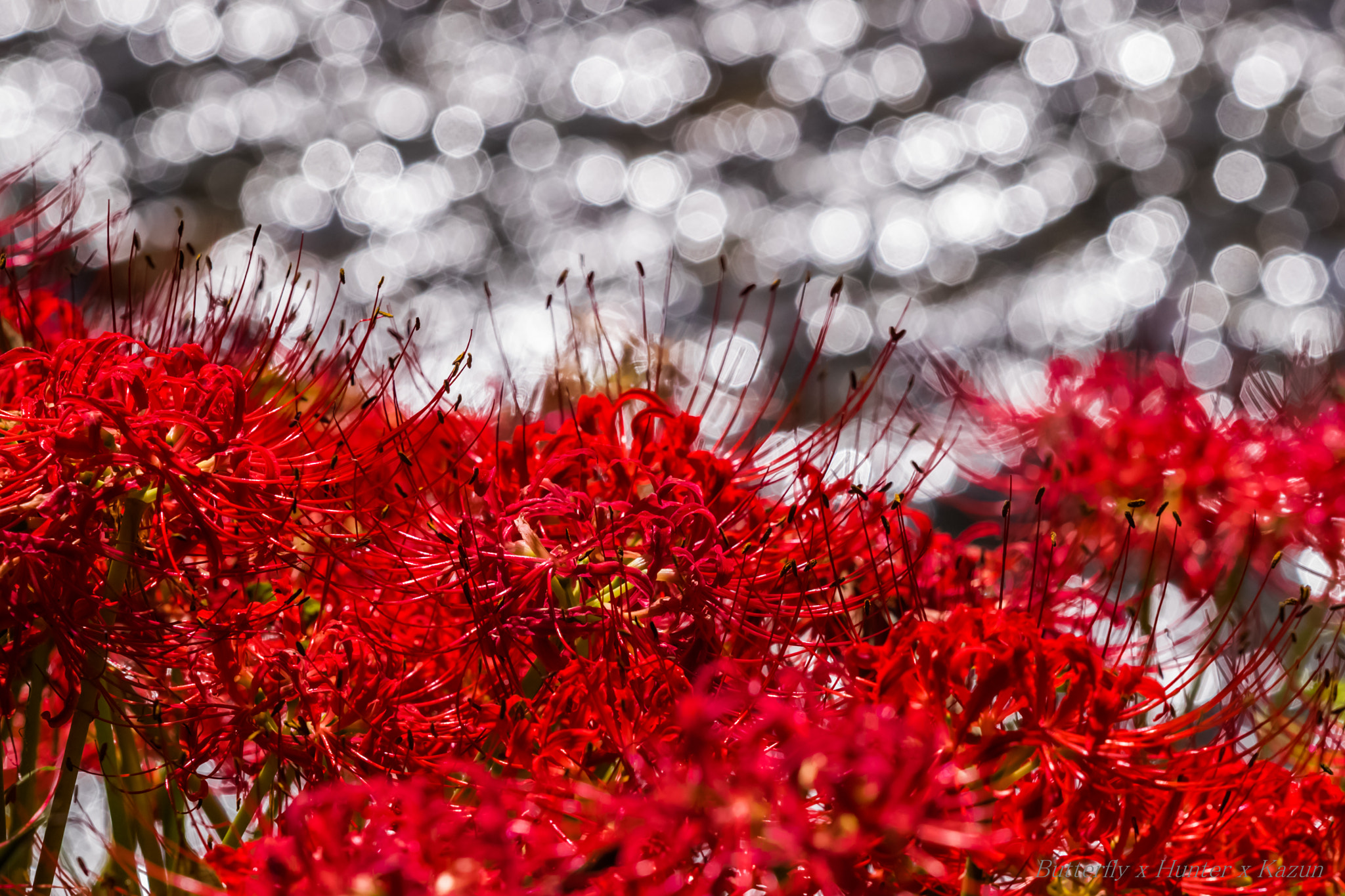 Canon EF 180mm F3.5L Macro USM sample photo. (*゜▽゜) photography