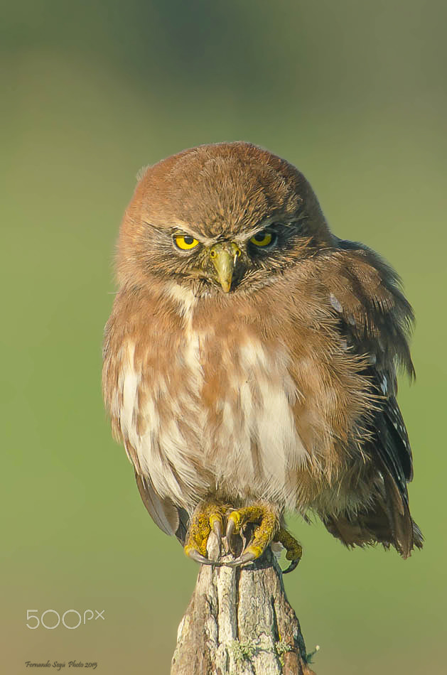 Sigma 50-500mm F4.5-6.3 DG OS HSM sample photo. Owl photography