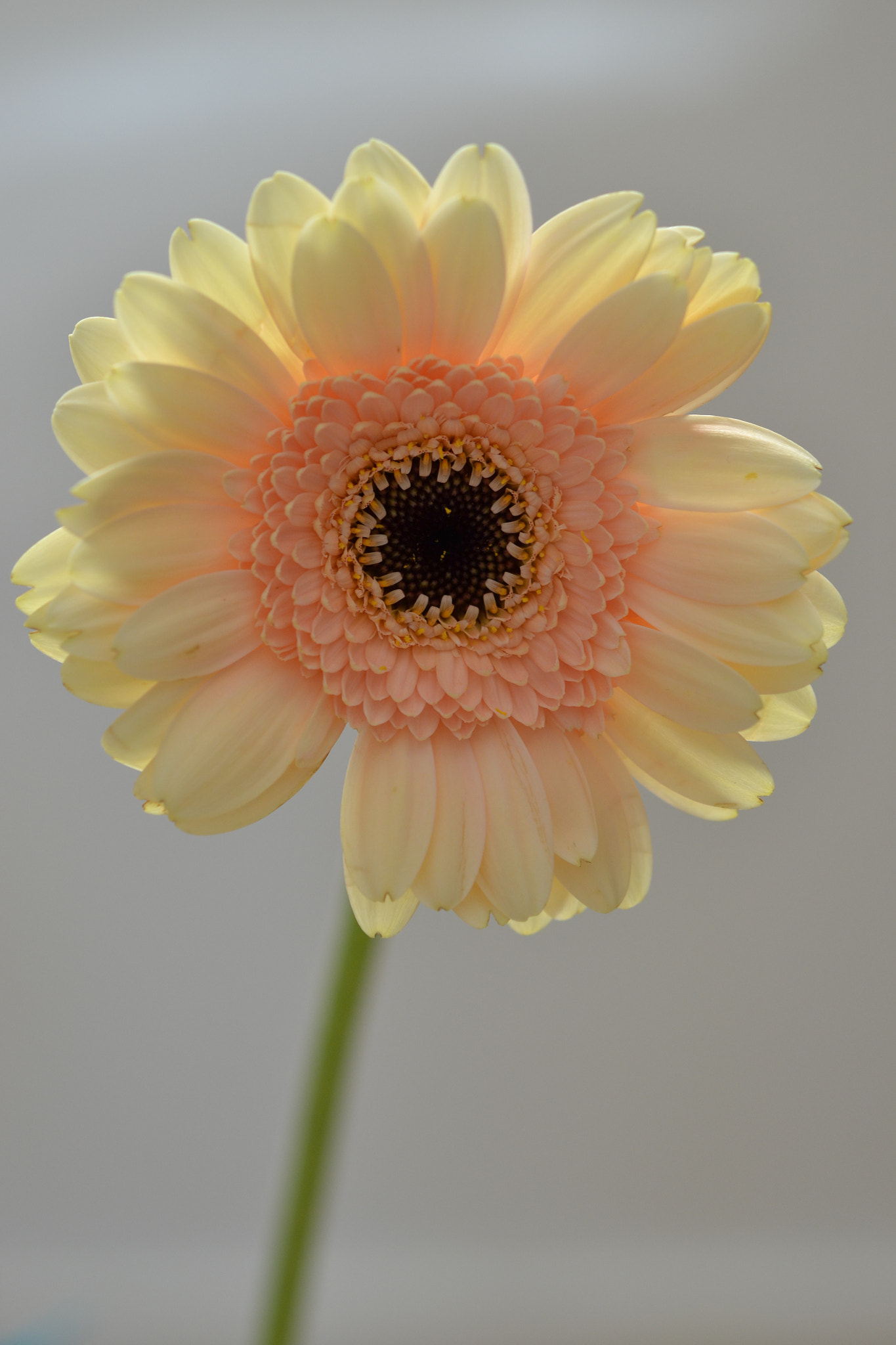 Nikon AF-S Micro-Nikkor 60mm F2.8G ED sample photo. Yellow flower photography
